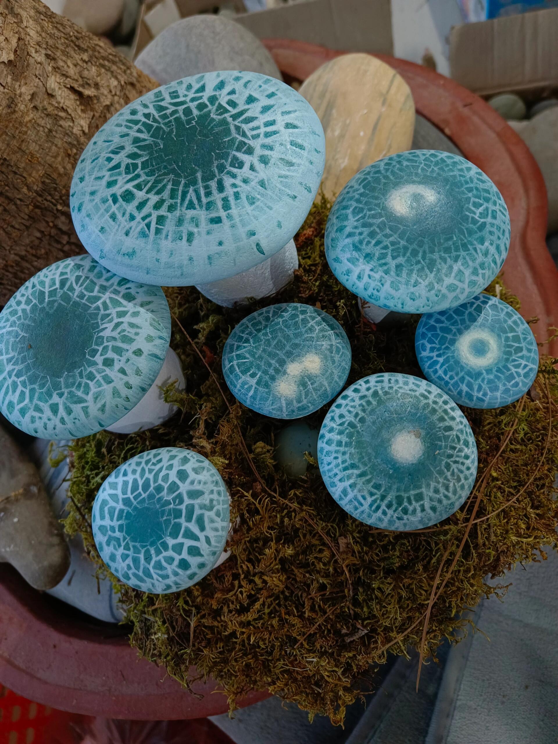 这种蘑菇能吃吗?云南的朋友告知一下呗