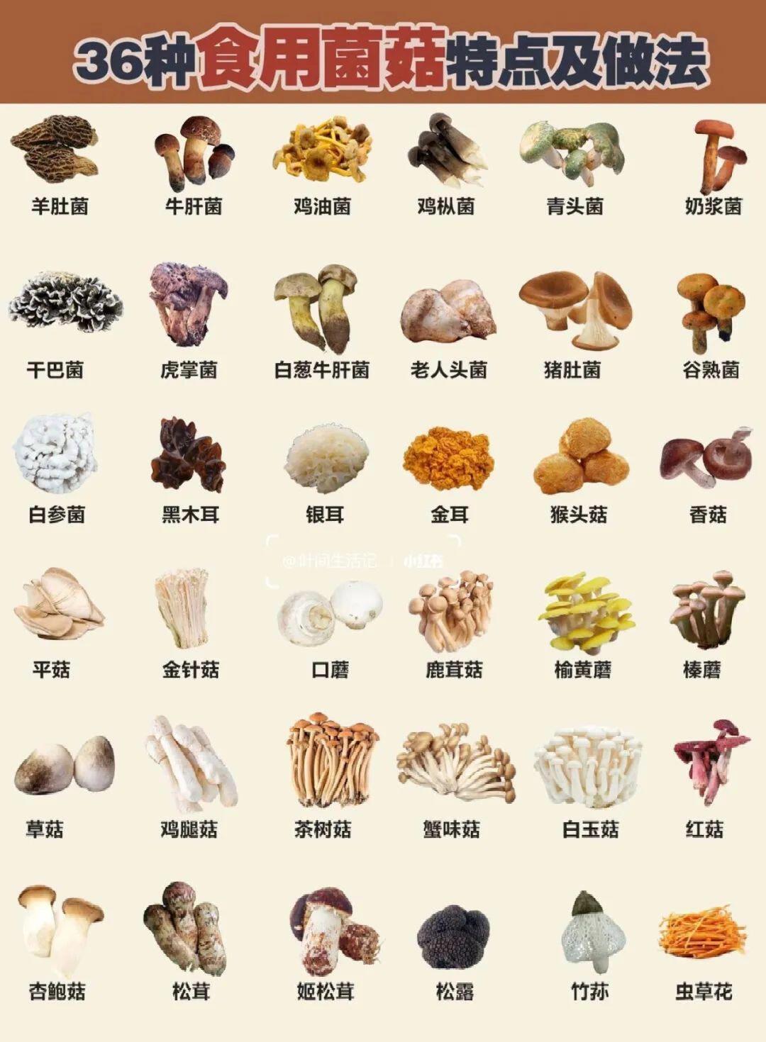 常见可食用菌菇!不认识的千万别冒险