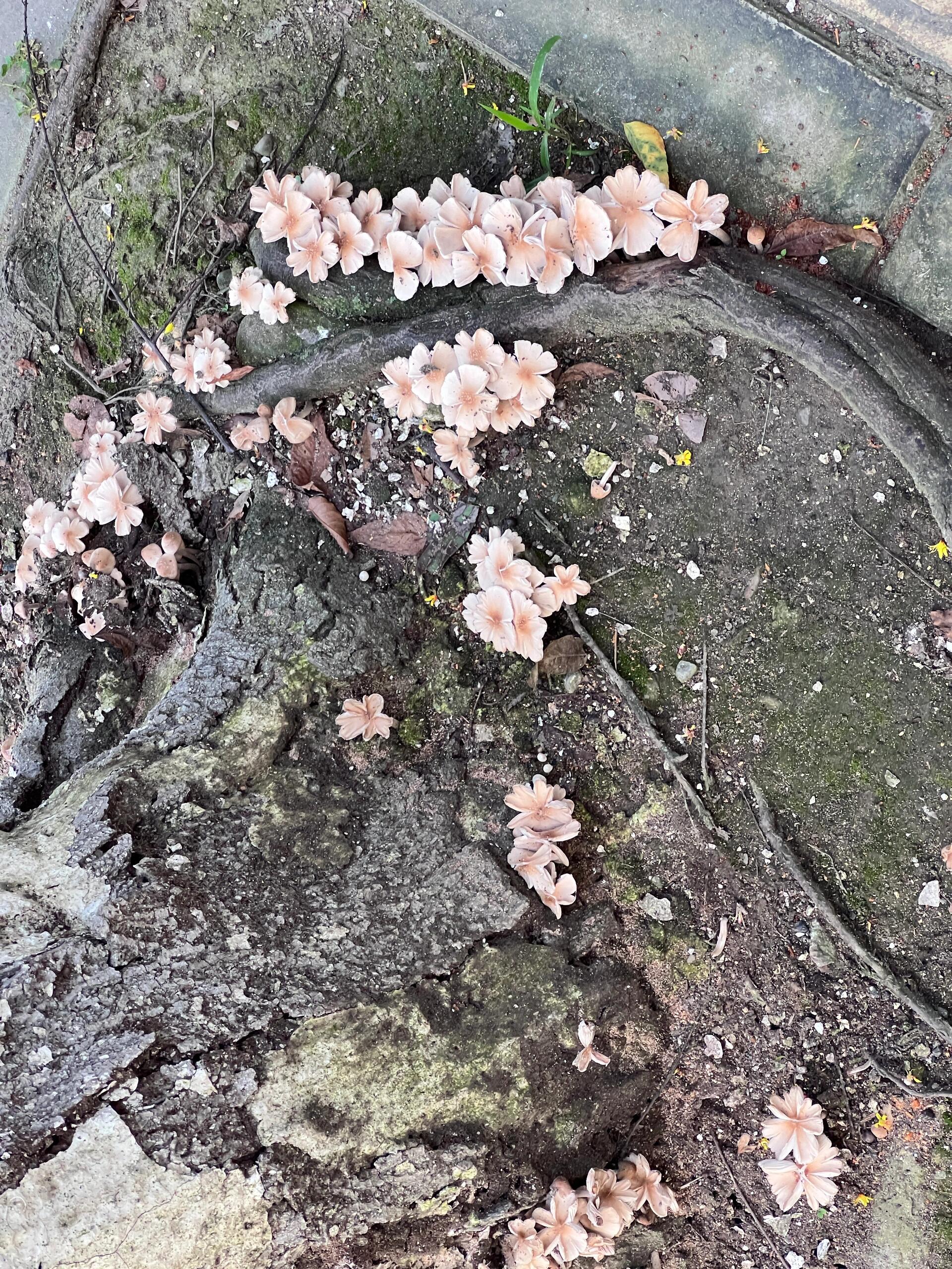 山鸡蛋花菌图片