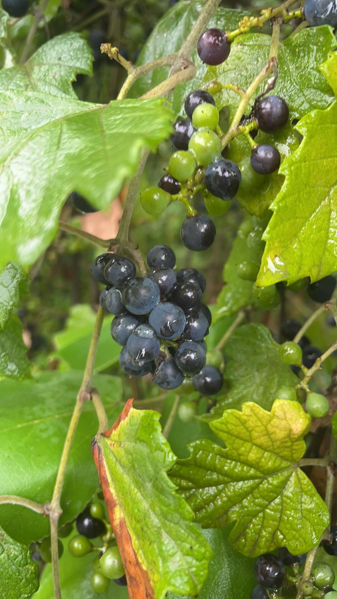 路边的野葡萄能吃吗?