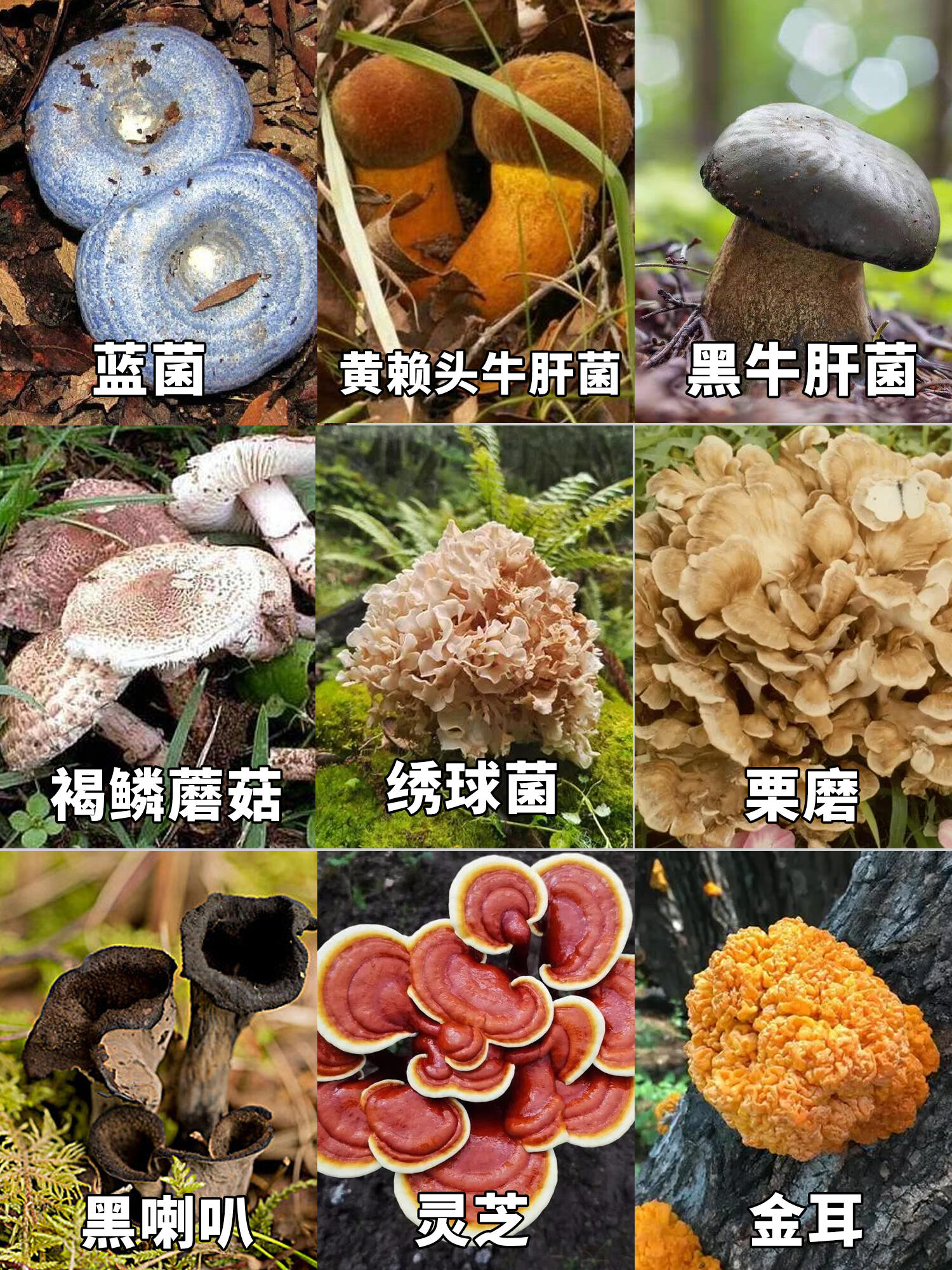 蘑菇有多少种 野生图片