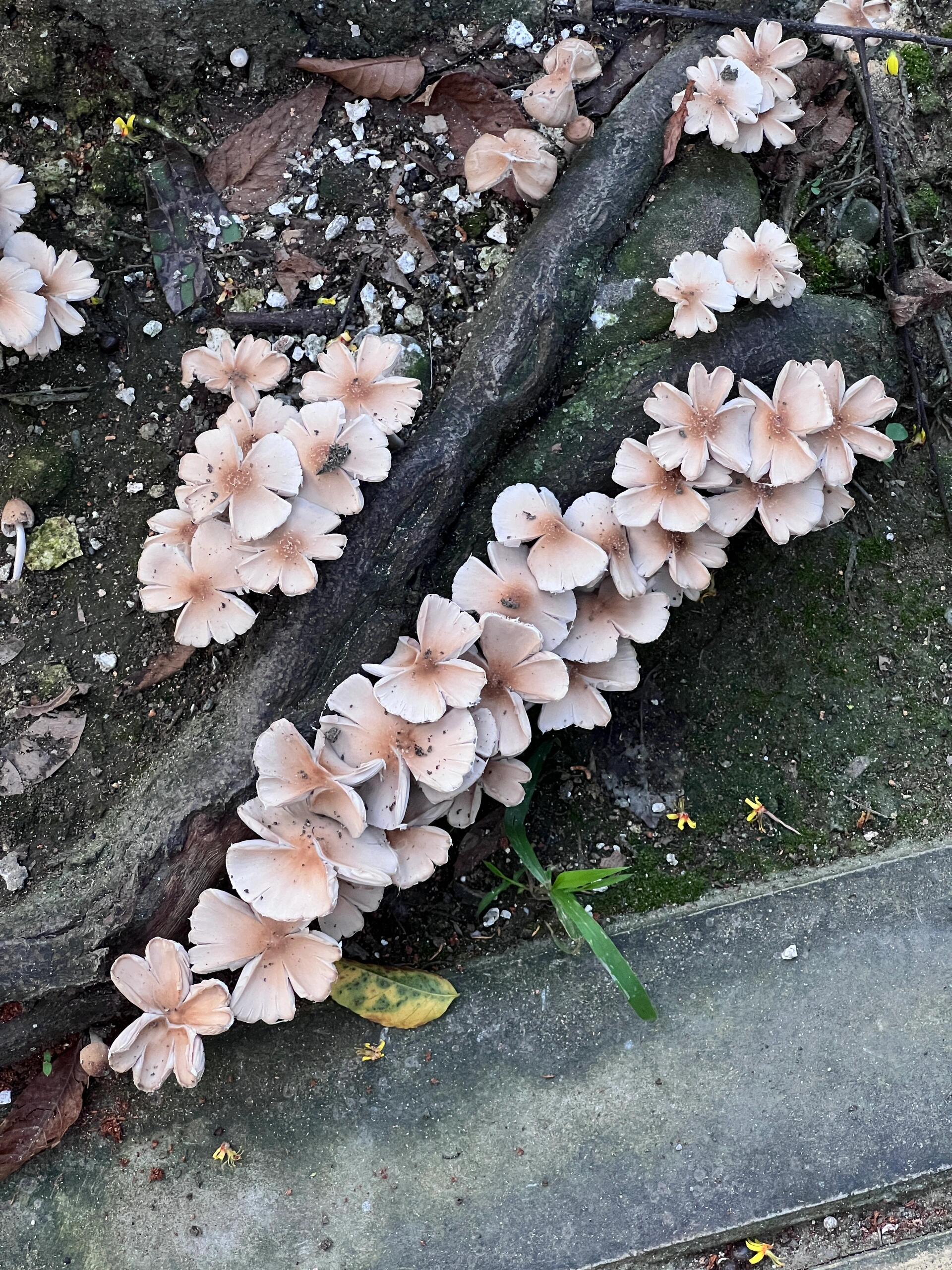 山鸡蛋花菌图片