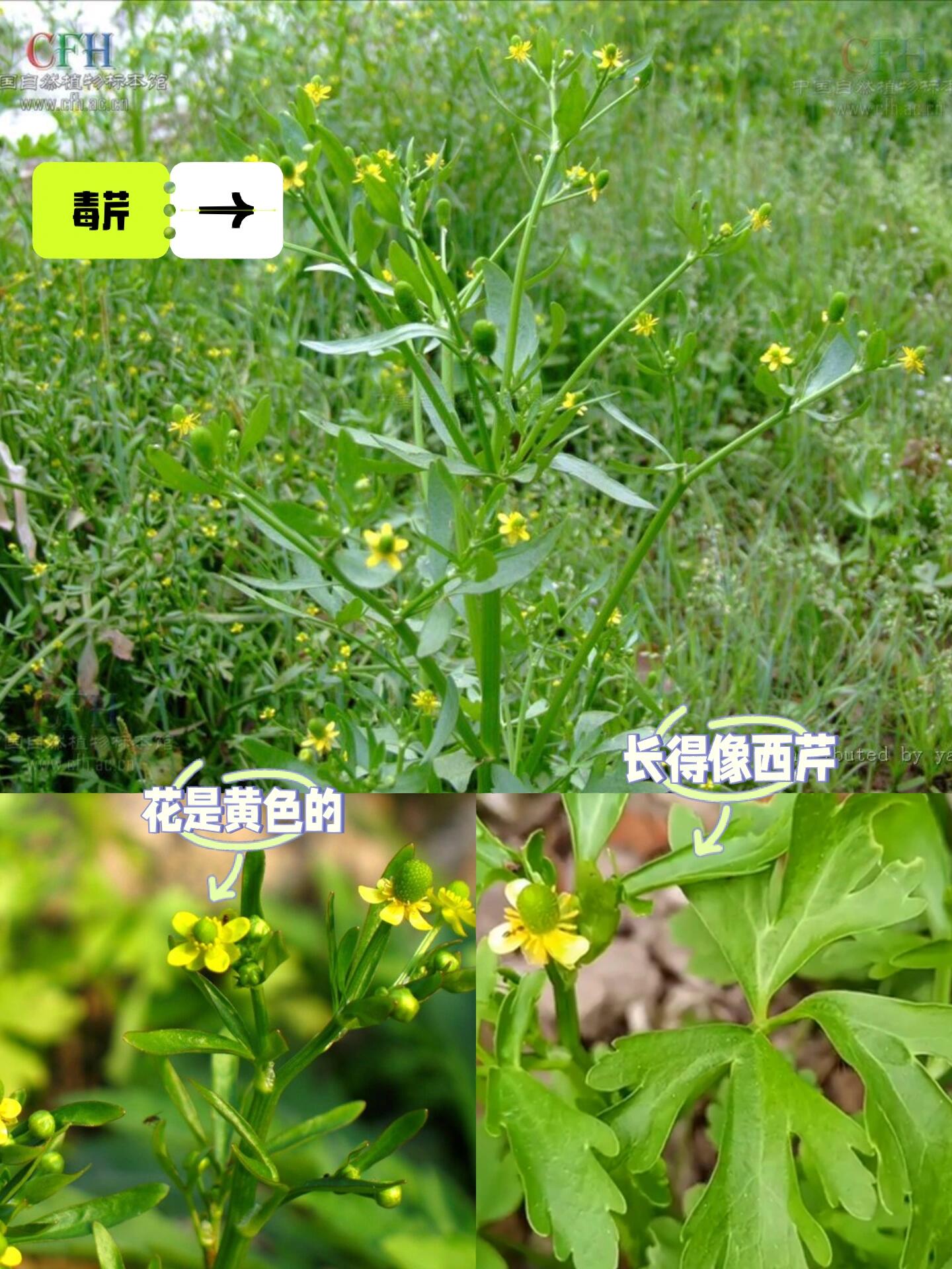 春天踏青,可别误采【毒芹】当【水芹菜】第一篇,不认识的切勿食用