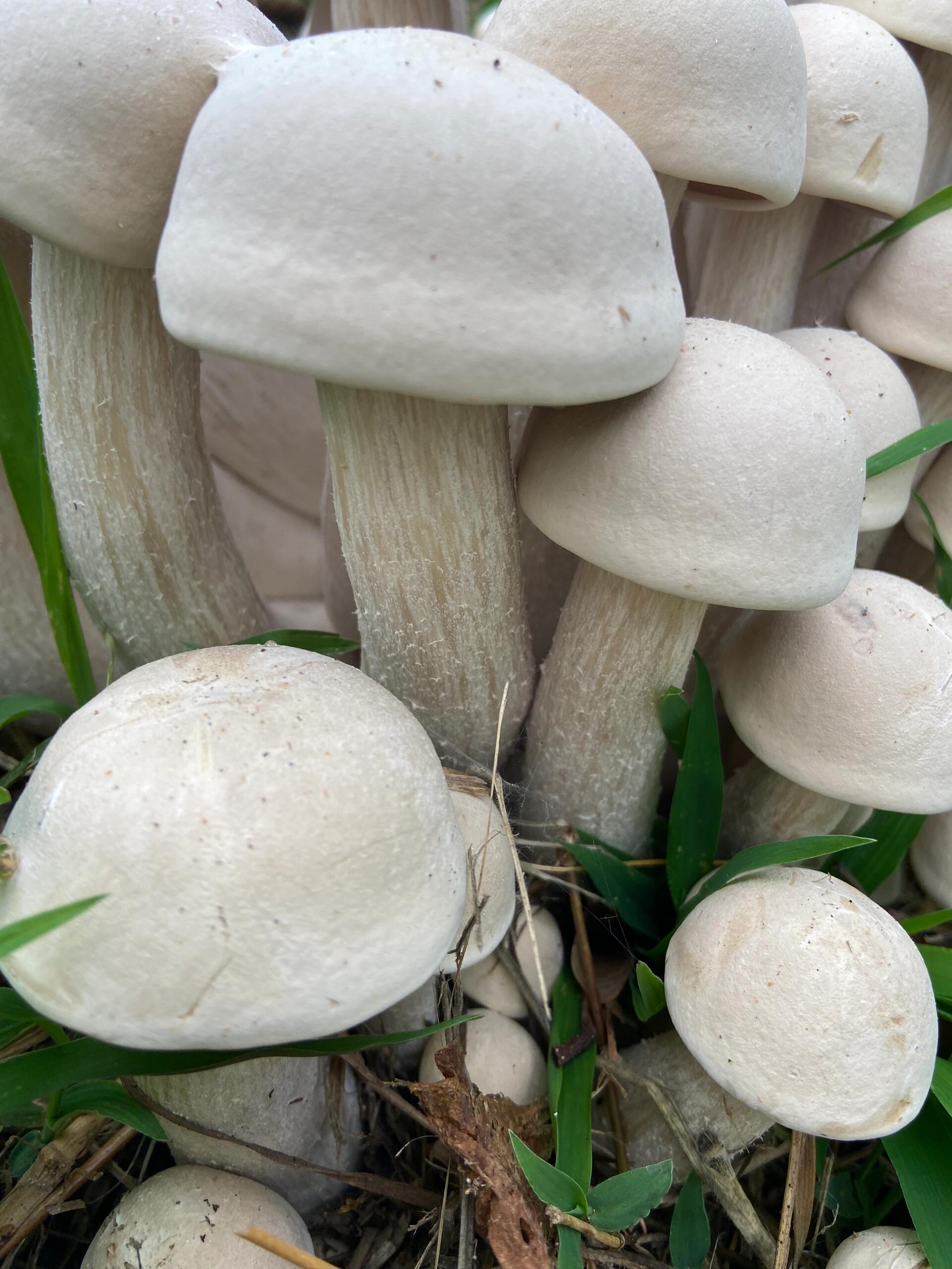 云南的朋友麻烦告知一下[作揖],这个是什么蘑菇,能否食用[笑哭]