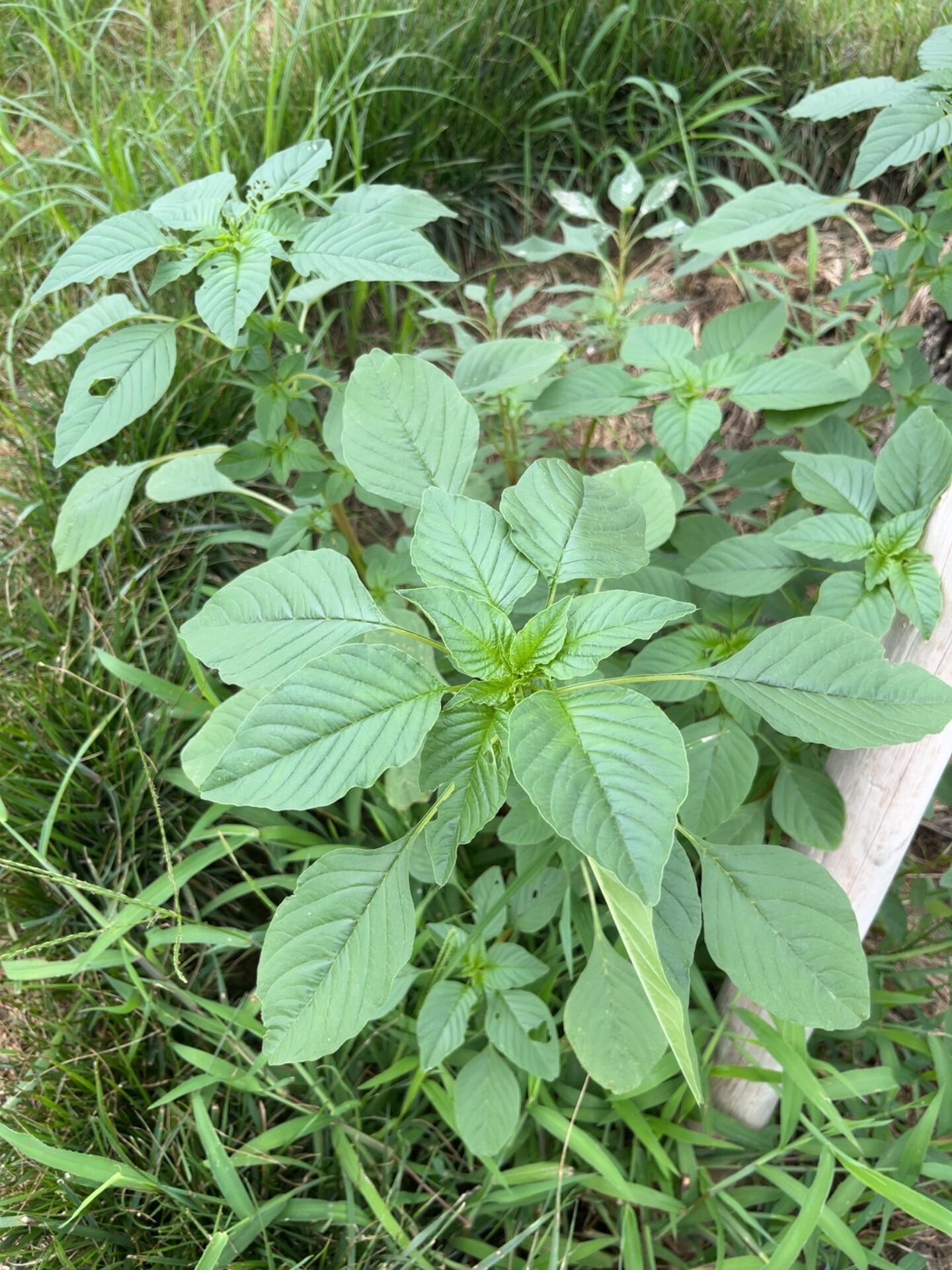 这是野菜吗?能不能吃