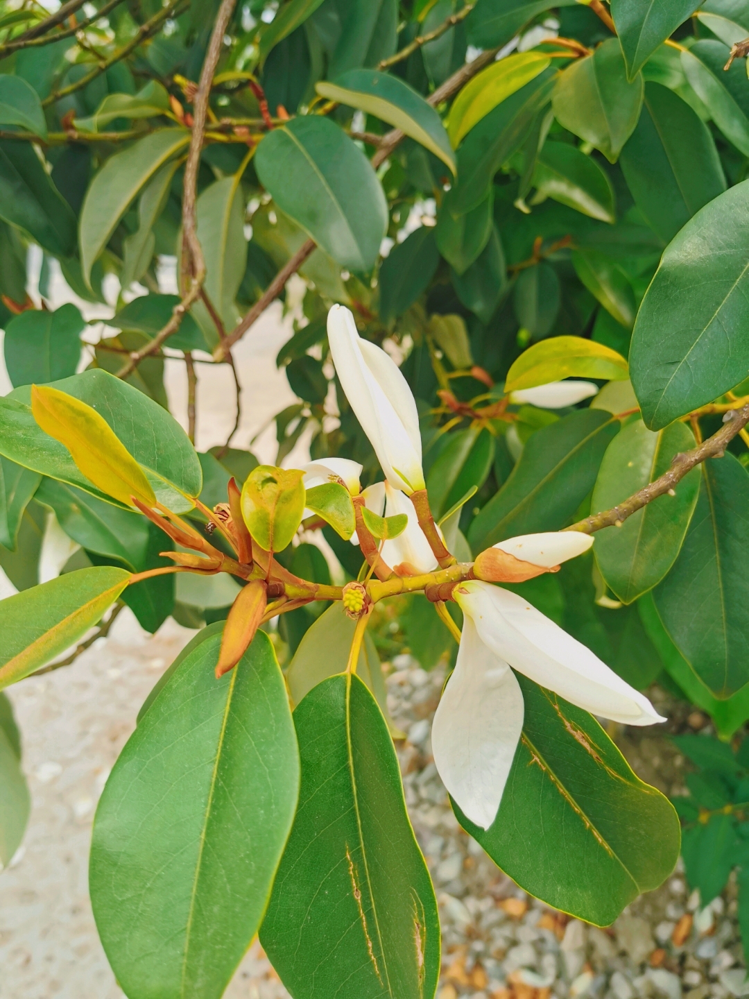 度娘一会儿说是阔瓣含笑,一会儿又说是深山含笑,醉香含笑,也没有个准