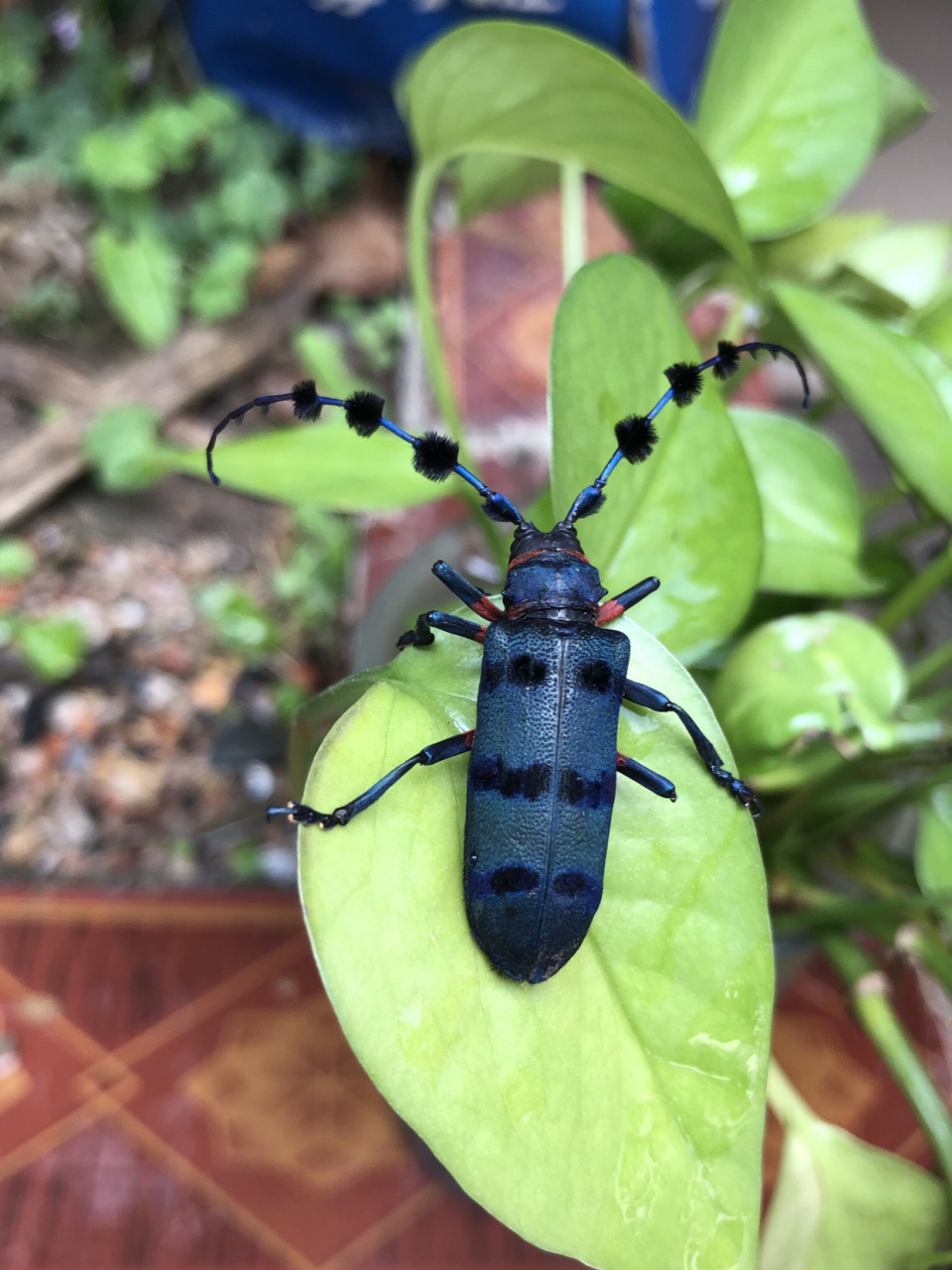 发现一只木棉丛角天牛.怪好看的[大笑][大笑][大笑]