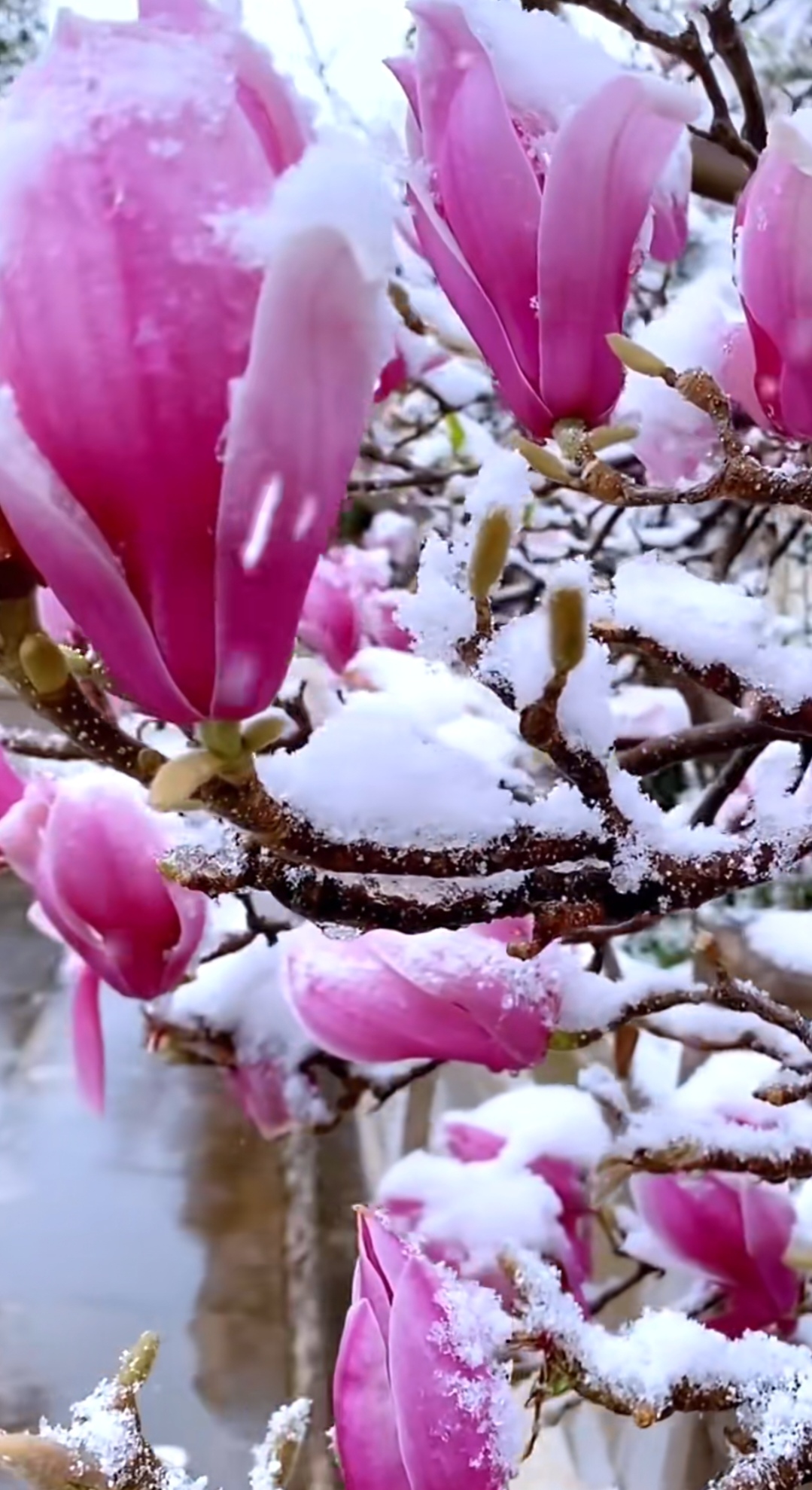 🌸冬日里的一抹春色