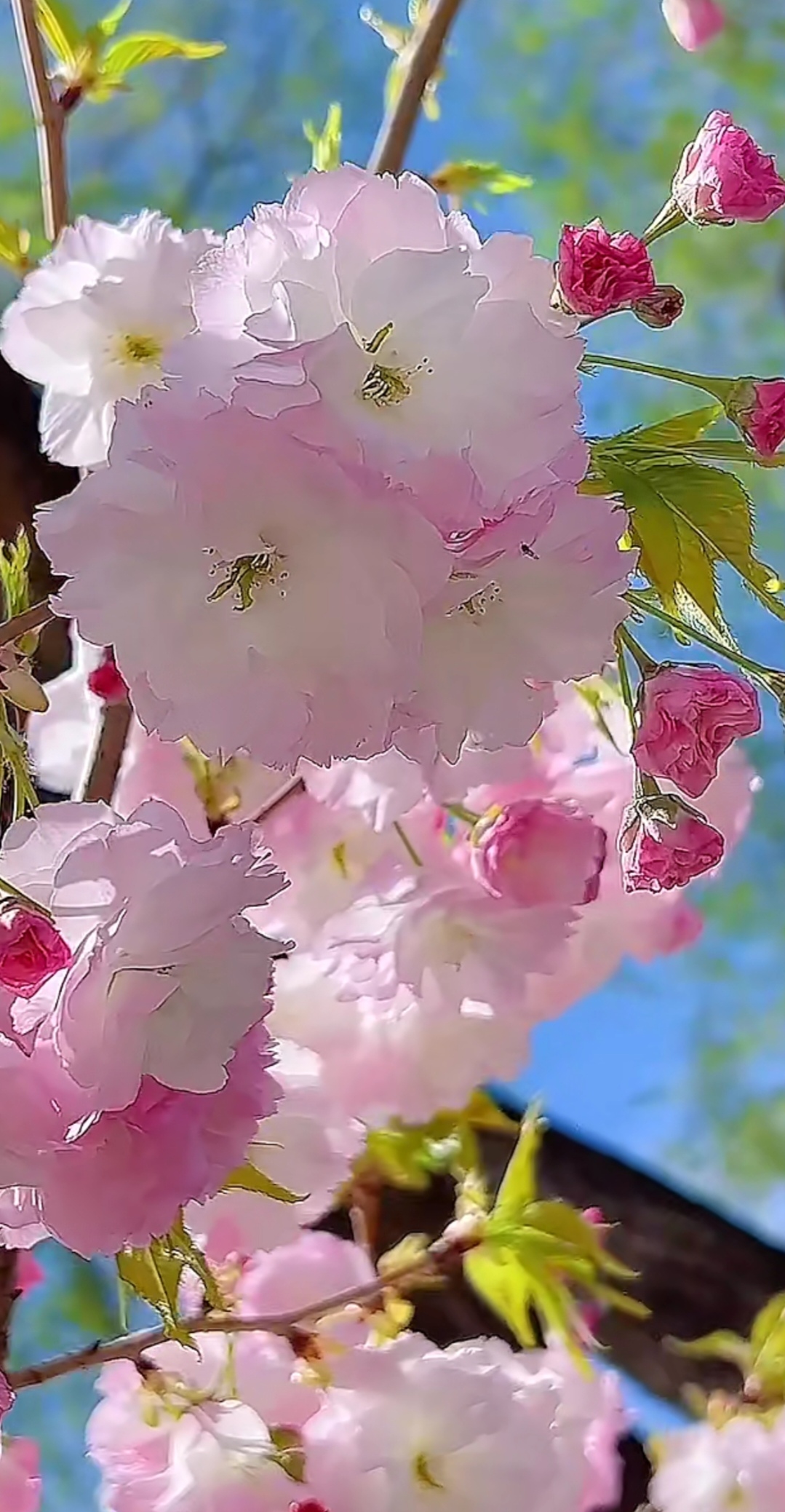 樱花盛开,如诗如画,这棵樱花树简直是春日最美的风景!