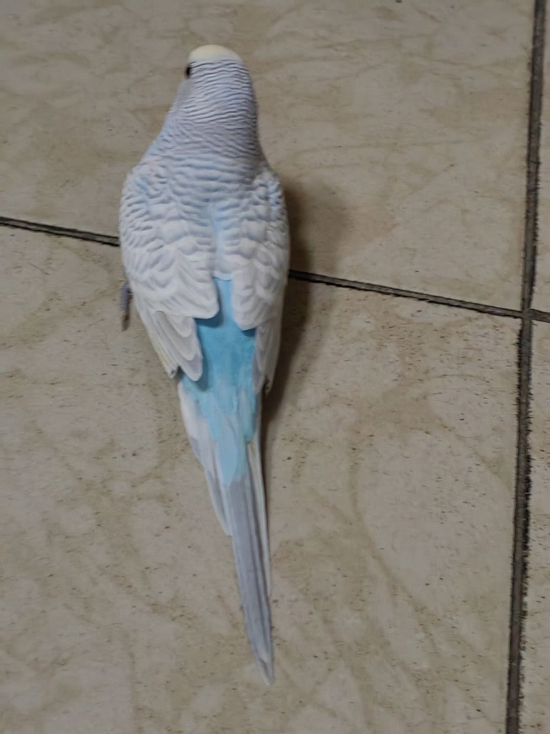 论家养虎皮鹦鹉如何剪翅?