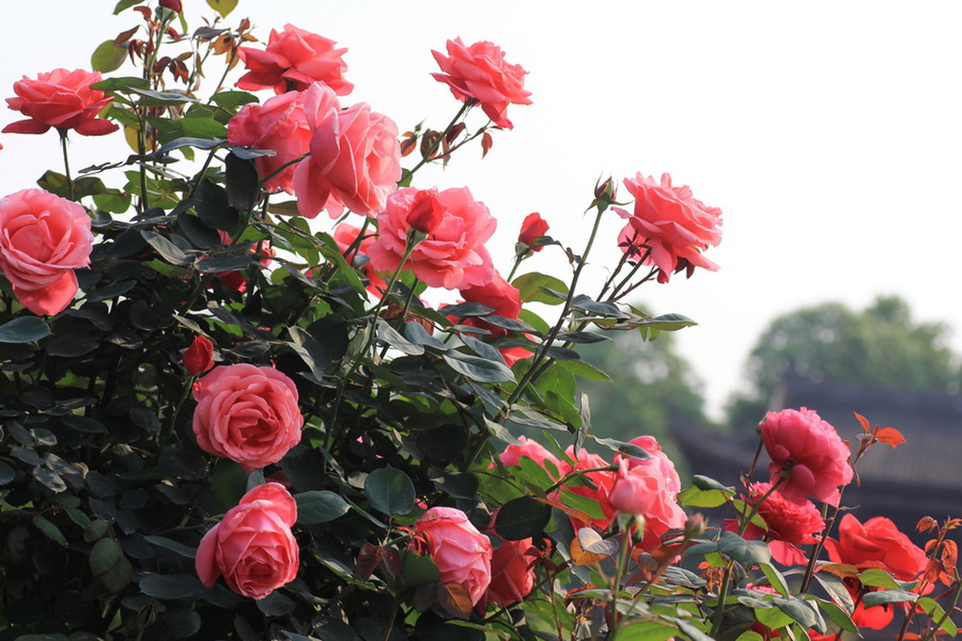 百度人间好诗词#  七绝·月季花(新韵) 吴春生 月季花开月月红, 长春