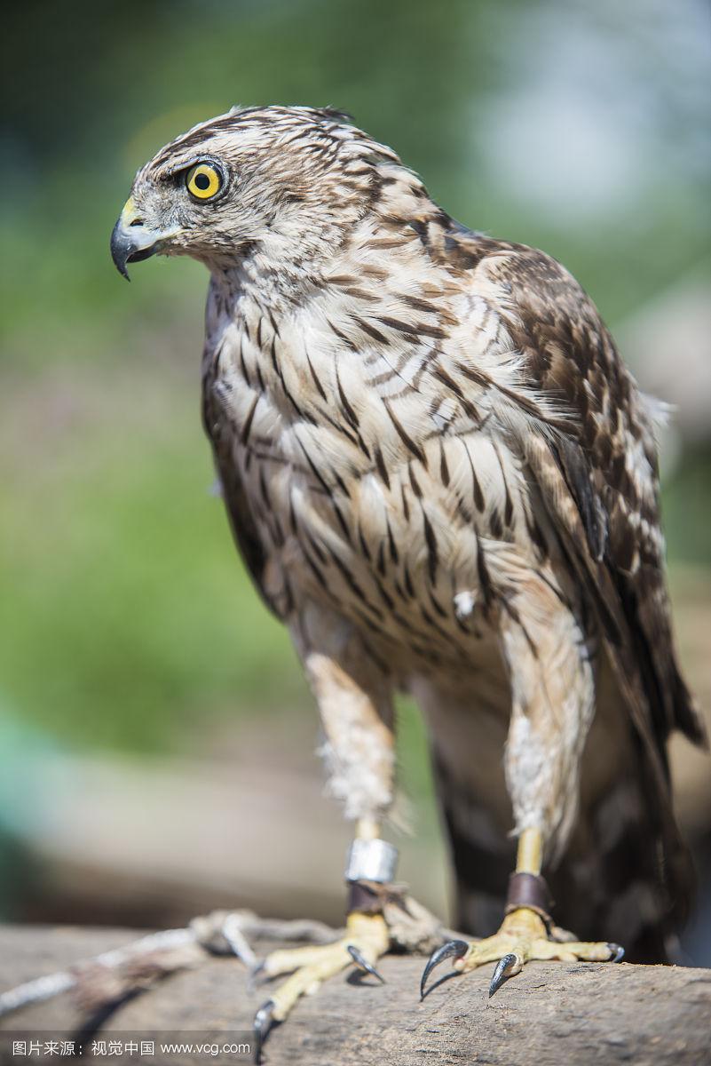 曾经渴望成鹰隼, 岂料凶禽也忍饥.