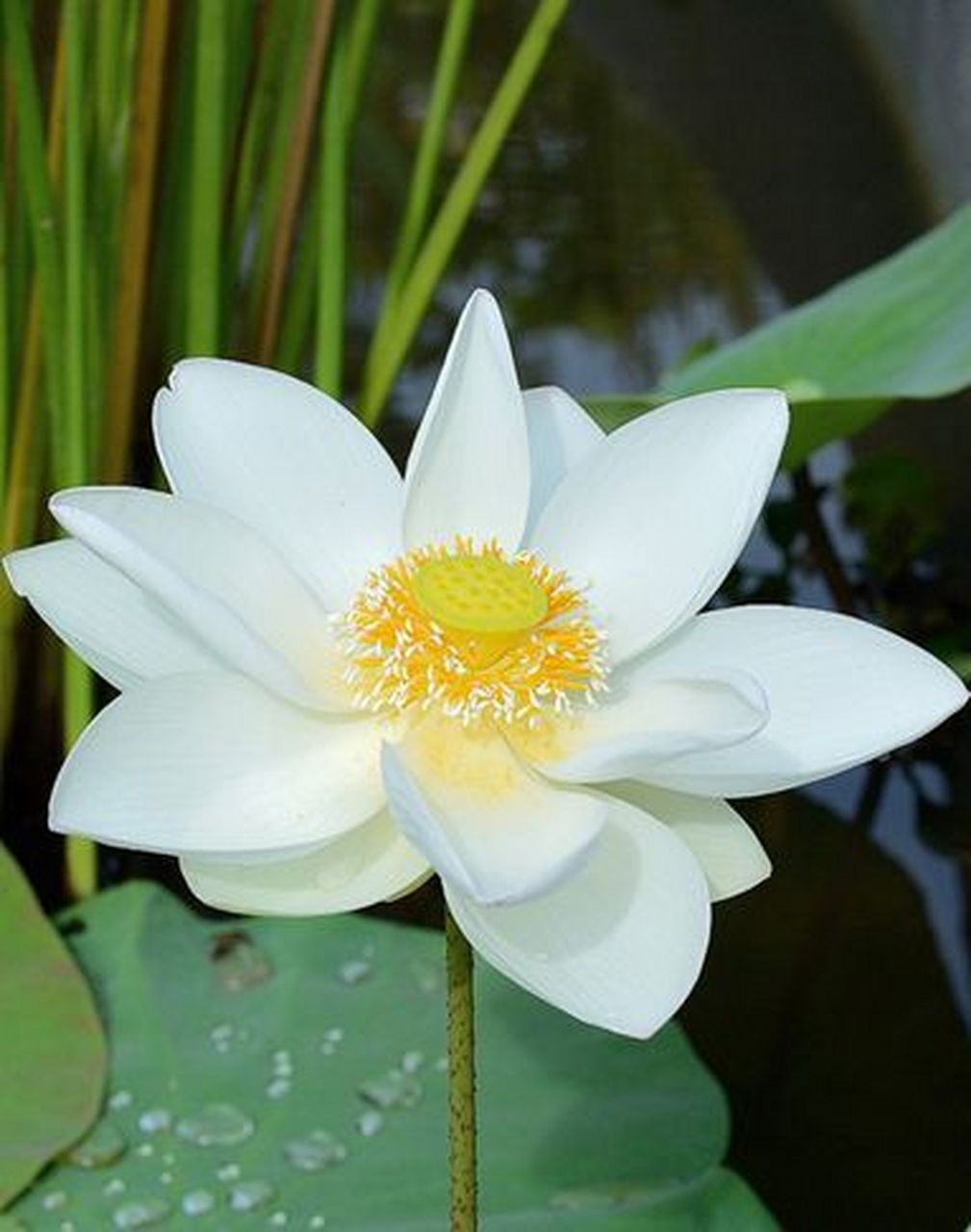 藏在诗里的话#  七绝·荷花(新韵) 吴春生 不染淤泥有气节, 清新淡 