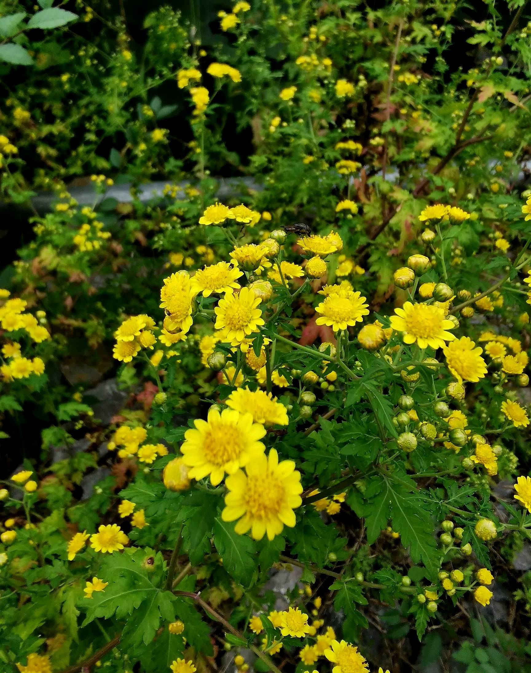 七绝·野菊花(新韵) 吴春生 存于野外似菊花, 个小品膊