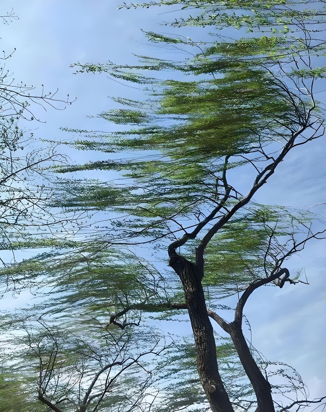 七绝大风(新韵) 吴春生 大风肆虐动山河, 降水温低