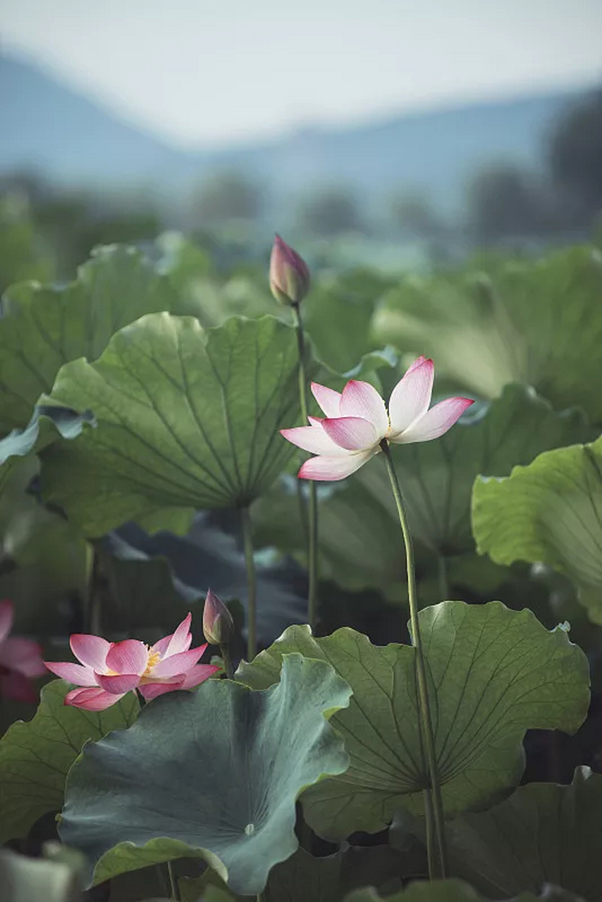 七绝·荷花(新韵) 吴春生 不染淤泥有气节, 清新淡雅诱人歇.