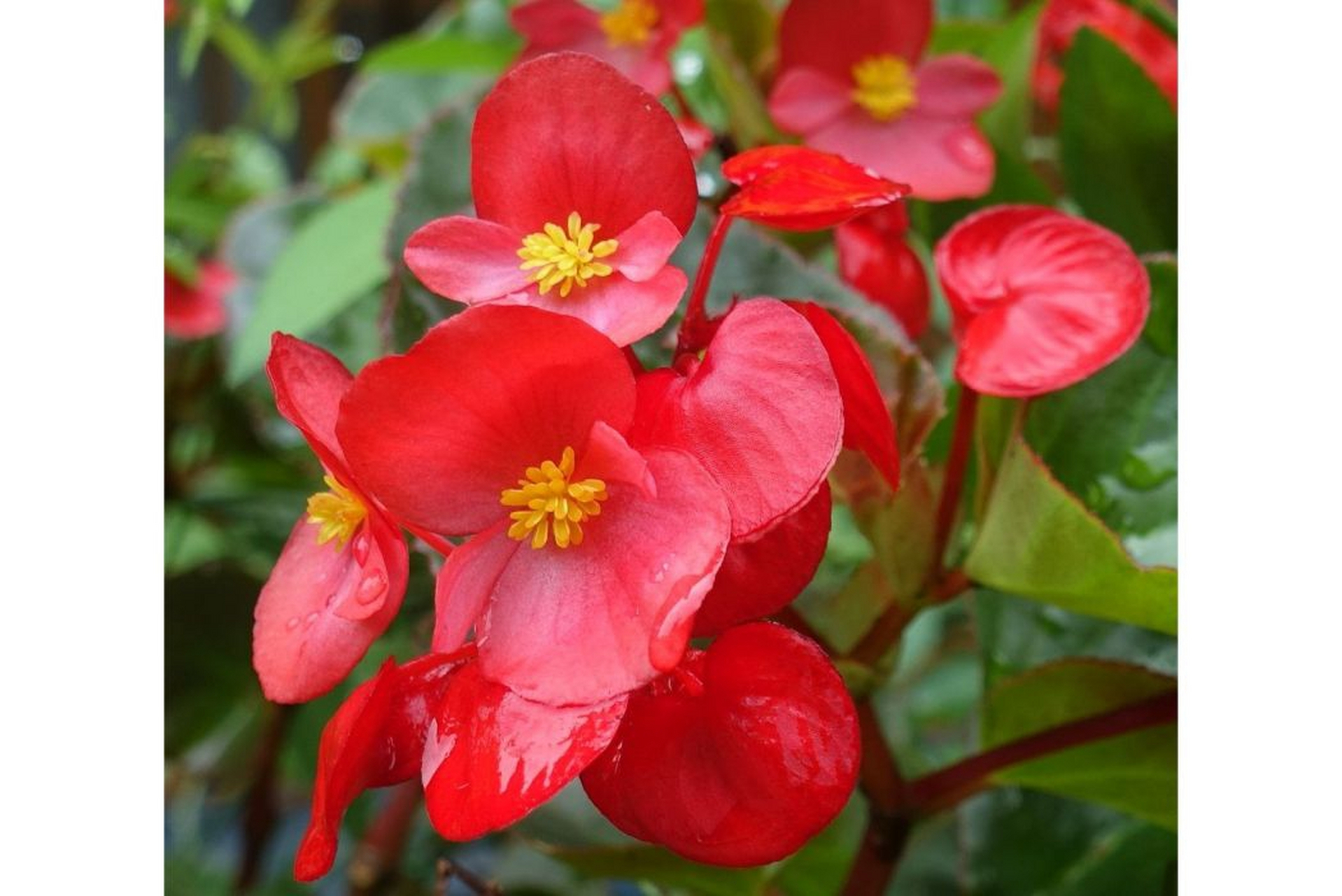 七绝·相思草(新韵) 吴春生 眼前又现相思草, 忆起当年岁月红.