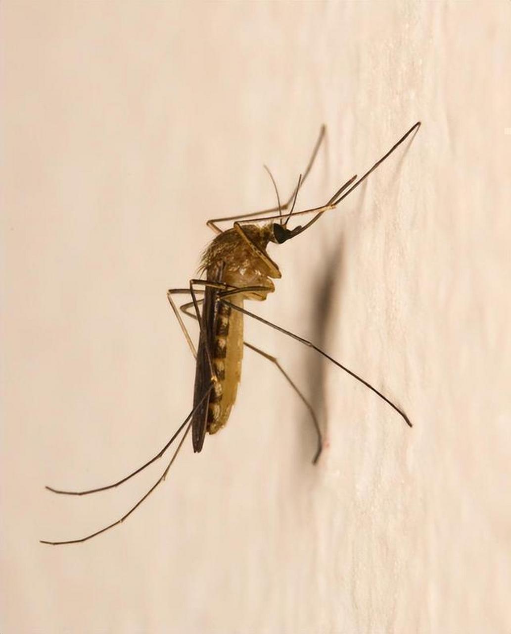 新诗刊征文# 七律61蚊子(新韵) 吴春生 嗜血昆虫作恶多, 人间肆虐