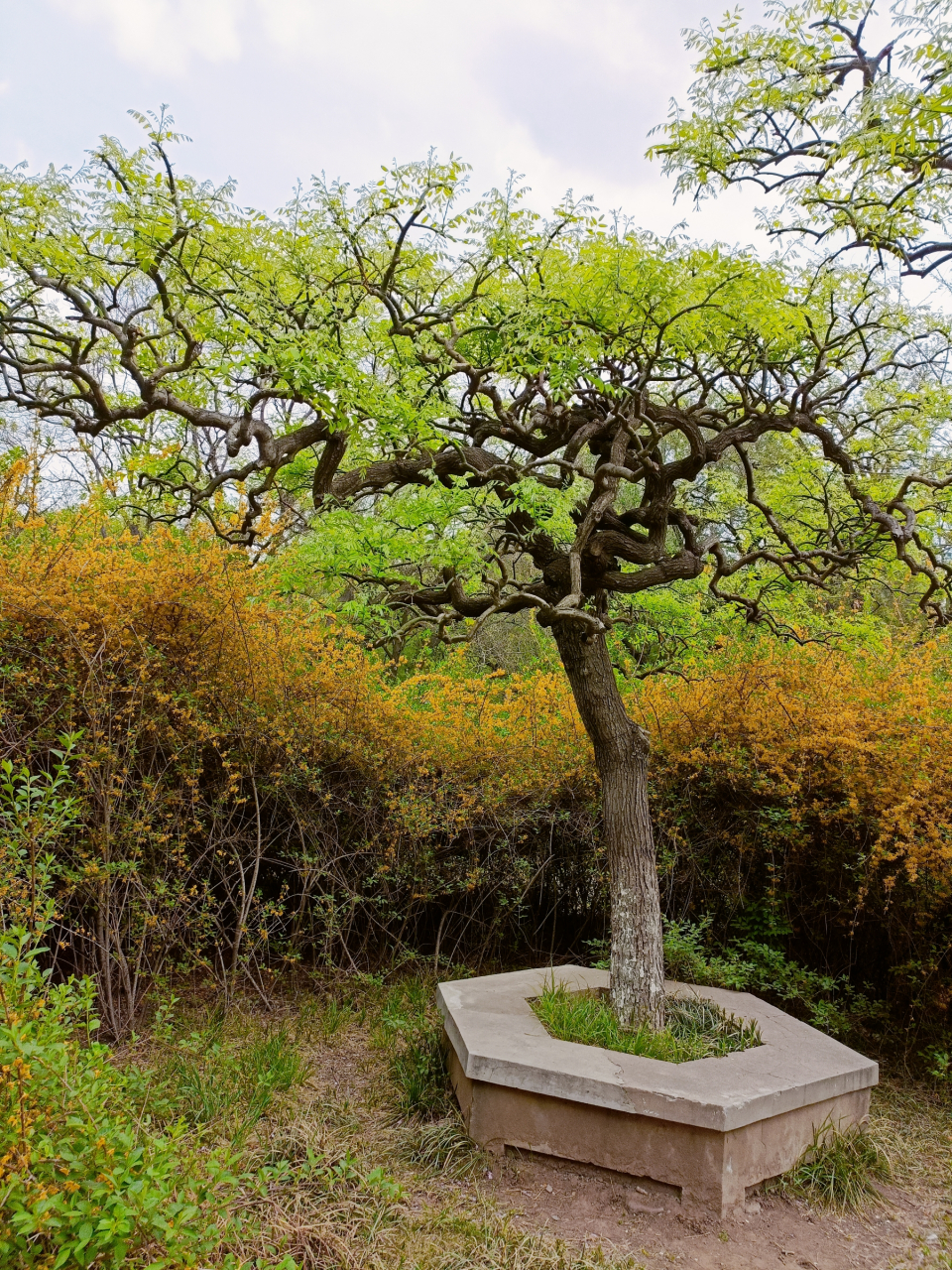 七绝·龙爪槐(新韵) 吴春生 变种国槐广泛栽, 花香冠美嫁接来.