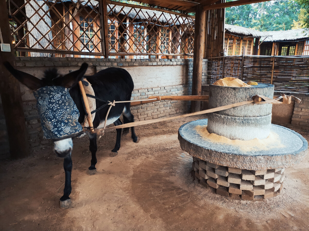 七律·拉磨之驴