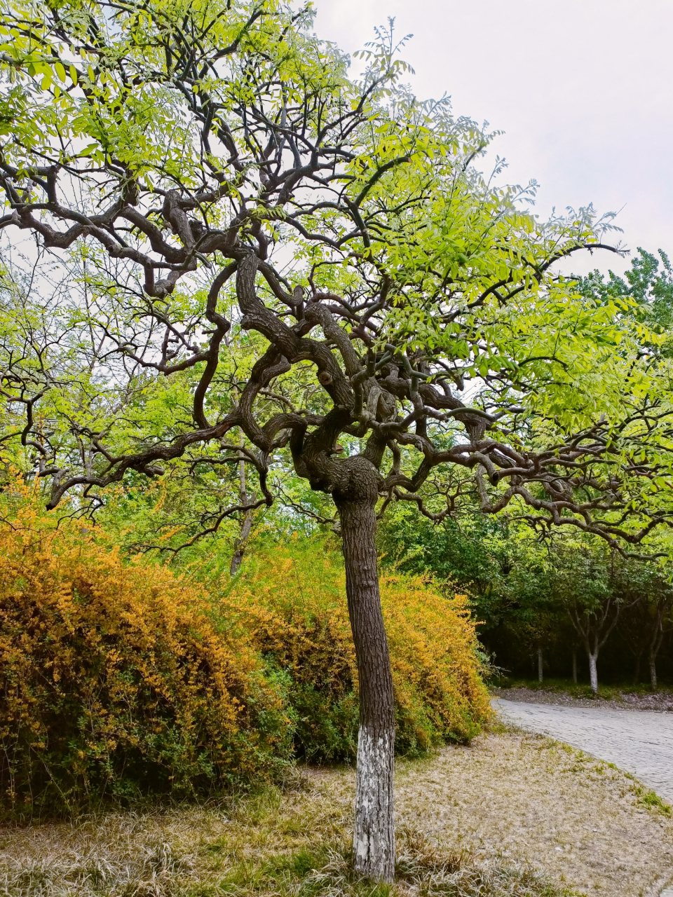 七绝·龙爪槐(新韵) 吴春生 变种国槐广泛栽, 花香冠美嫁接来. 园林树
