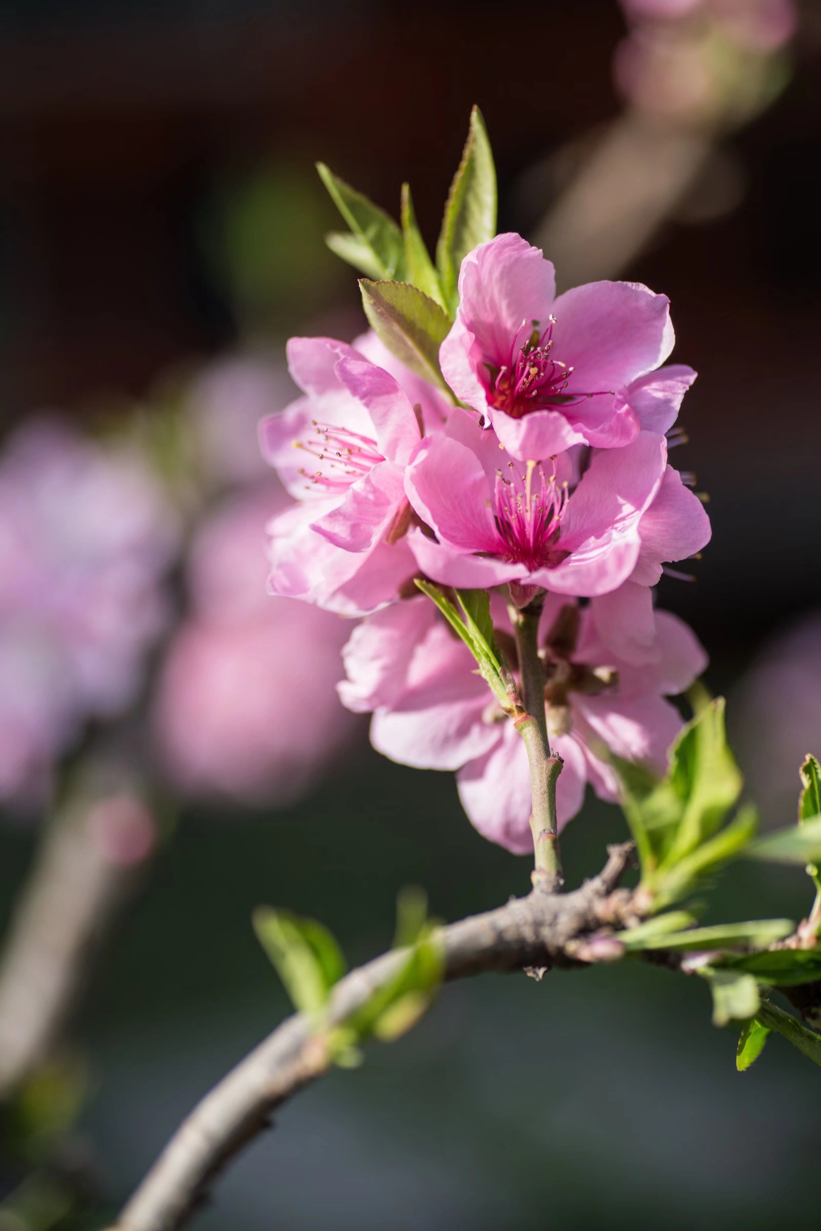 原创诗词# 五绝·春(新韵.@苍穹诗韵的动态