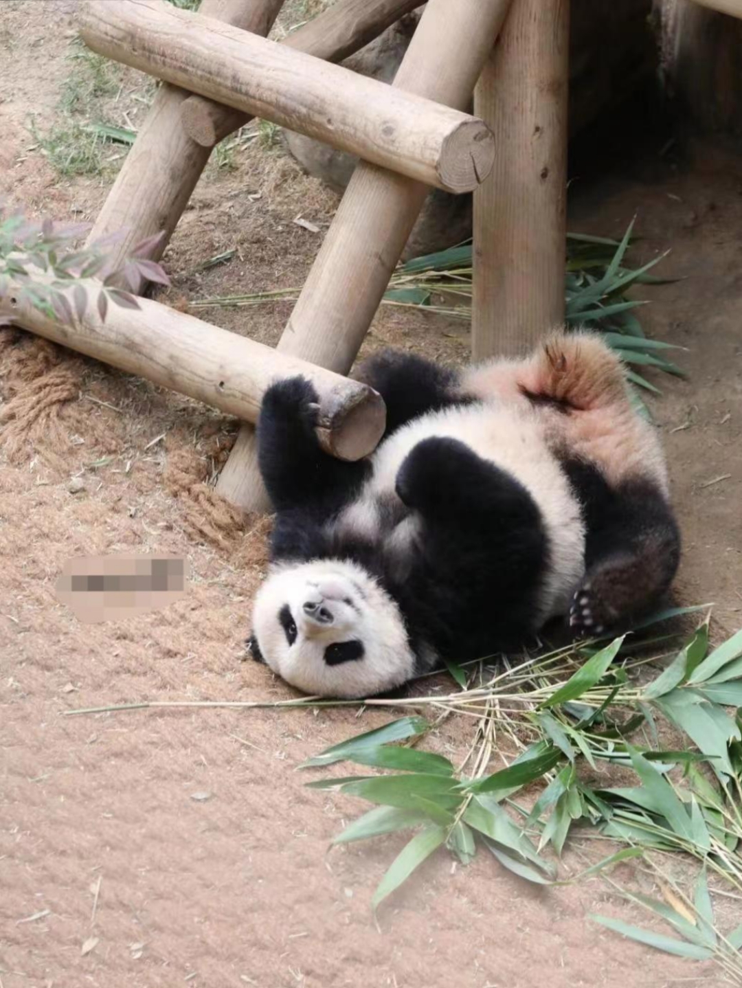 被熊猫宝宝的憨态可掬彻底萌化了!