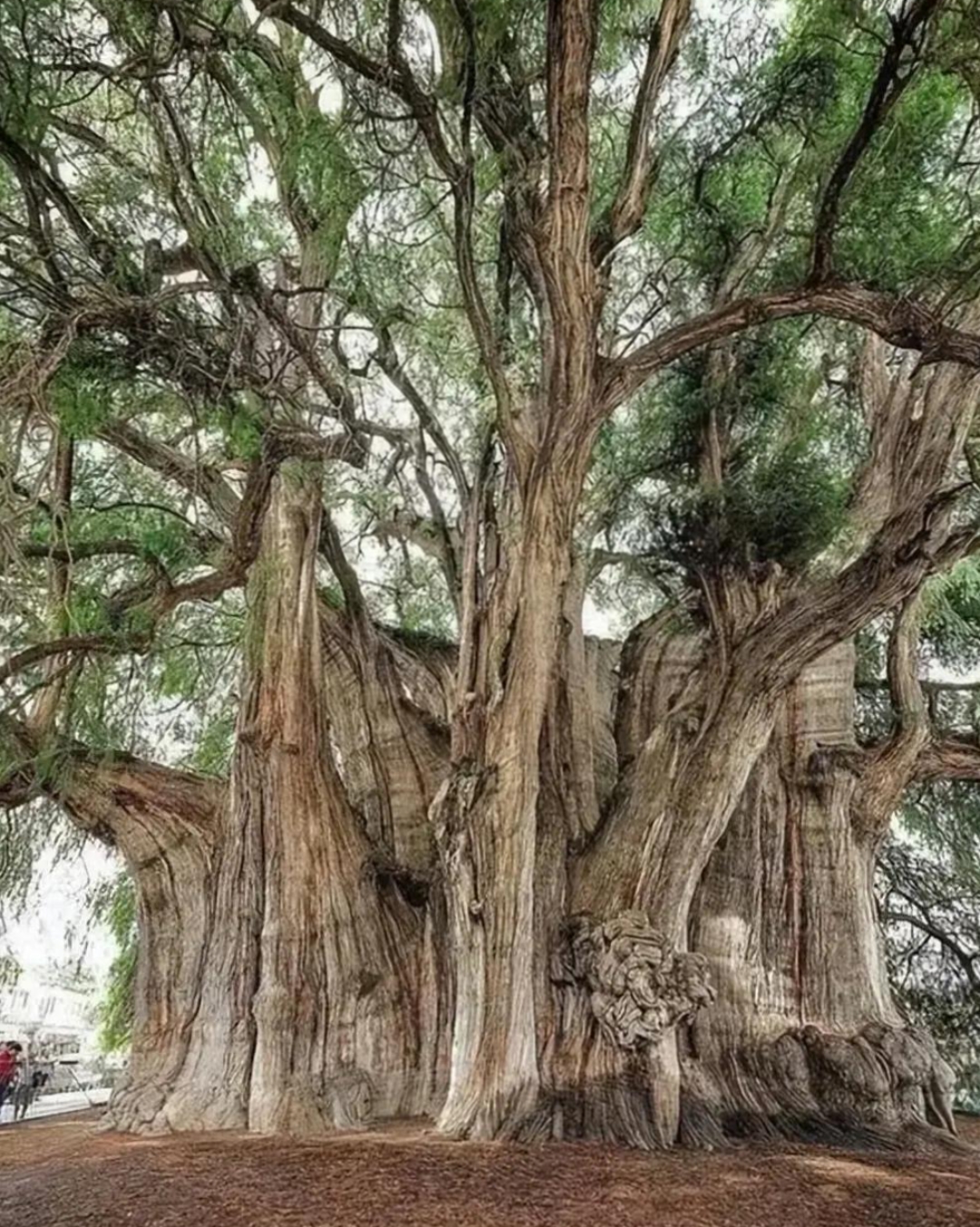 贵州千年矮树图片图片