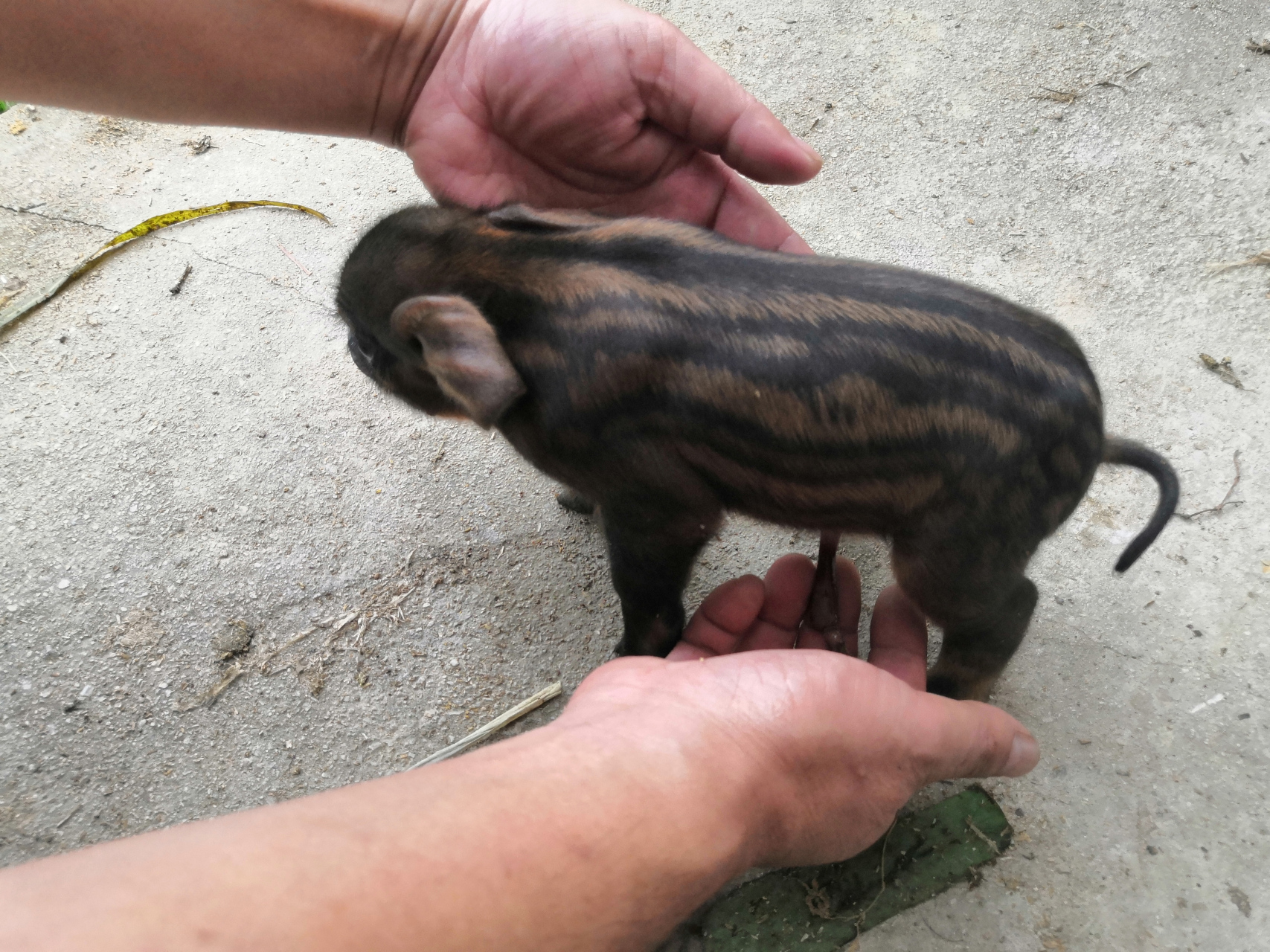 山里养土猪,纯种本地黑母猪,配的上杜洛克,应该全部是黑猪,但是出来了