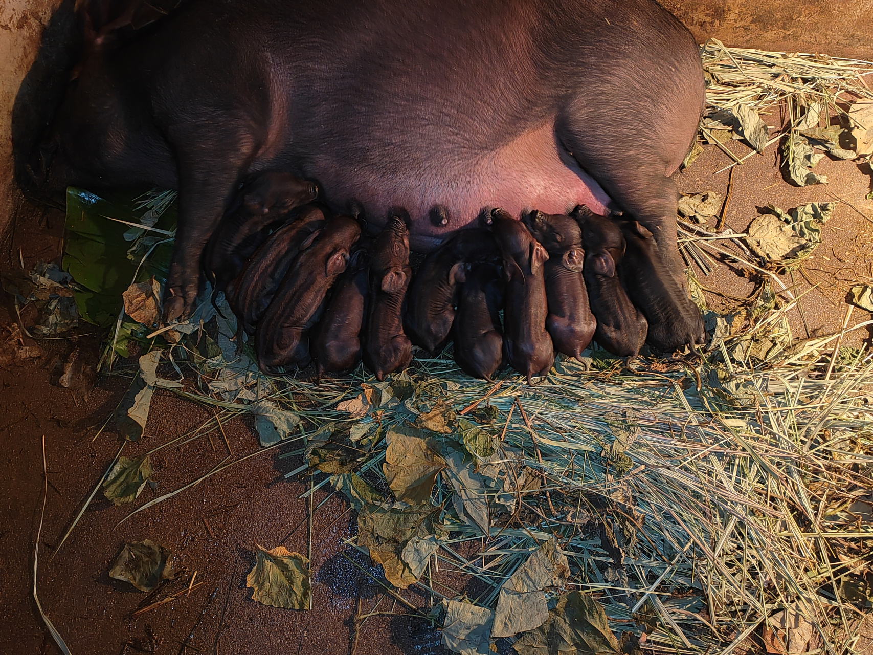 山里养土猪,纯种本地黑母猪,配的上杜洛克,应该全部是黑猪,但是出来了