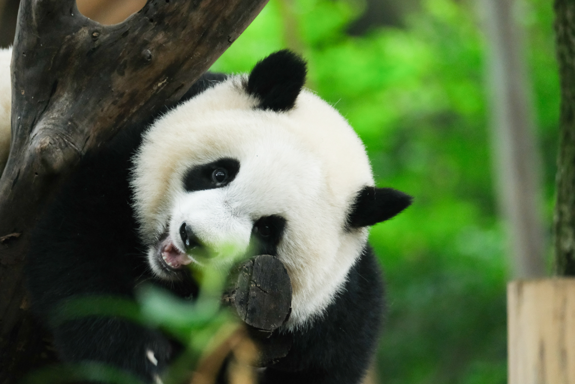 快和软软萌萌的大熊猫宝宝一起～ 出来晒太阳呀[国宝][国宝][国宝]