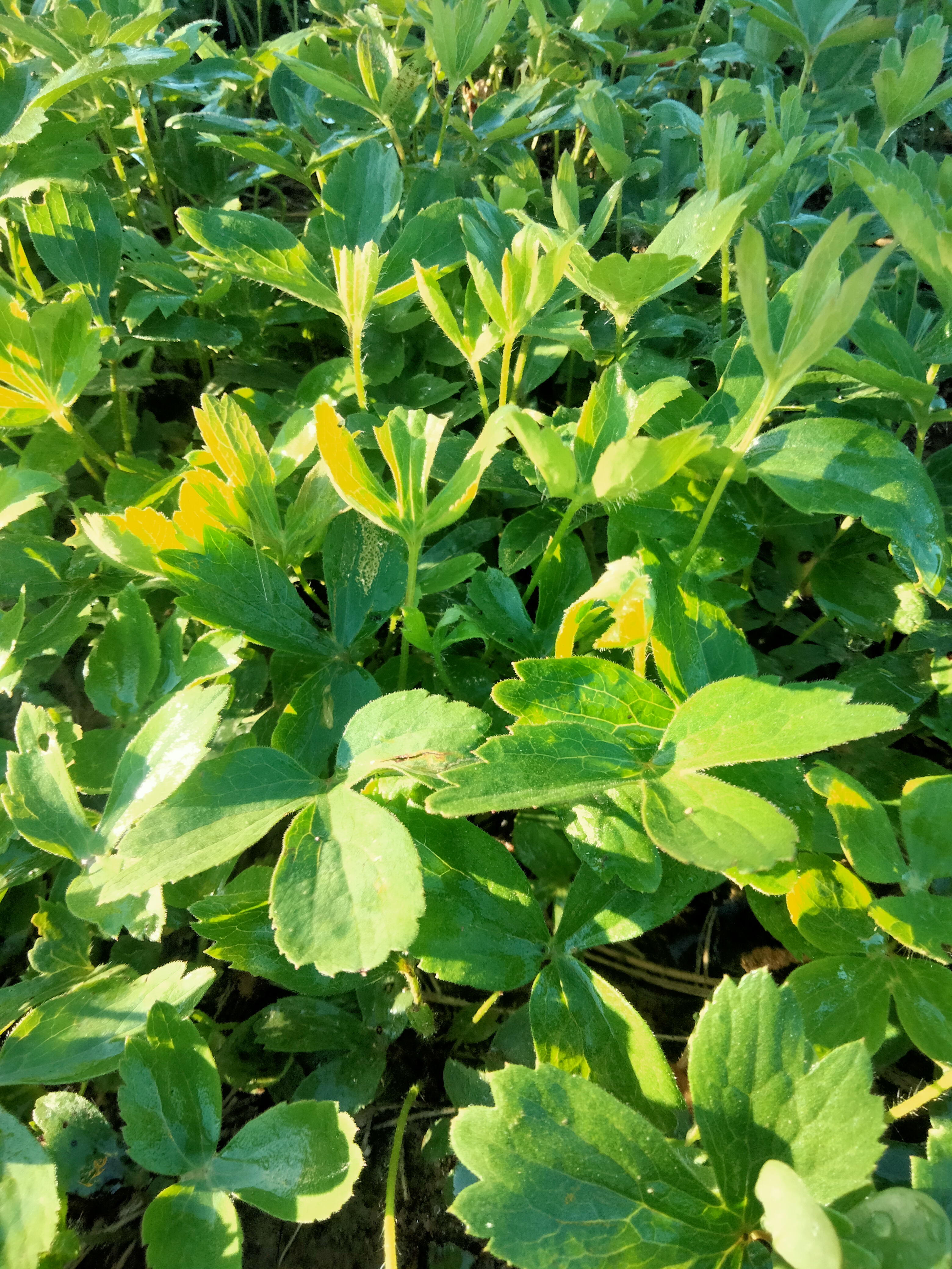 承德种植的大叶白头翁