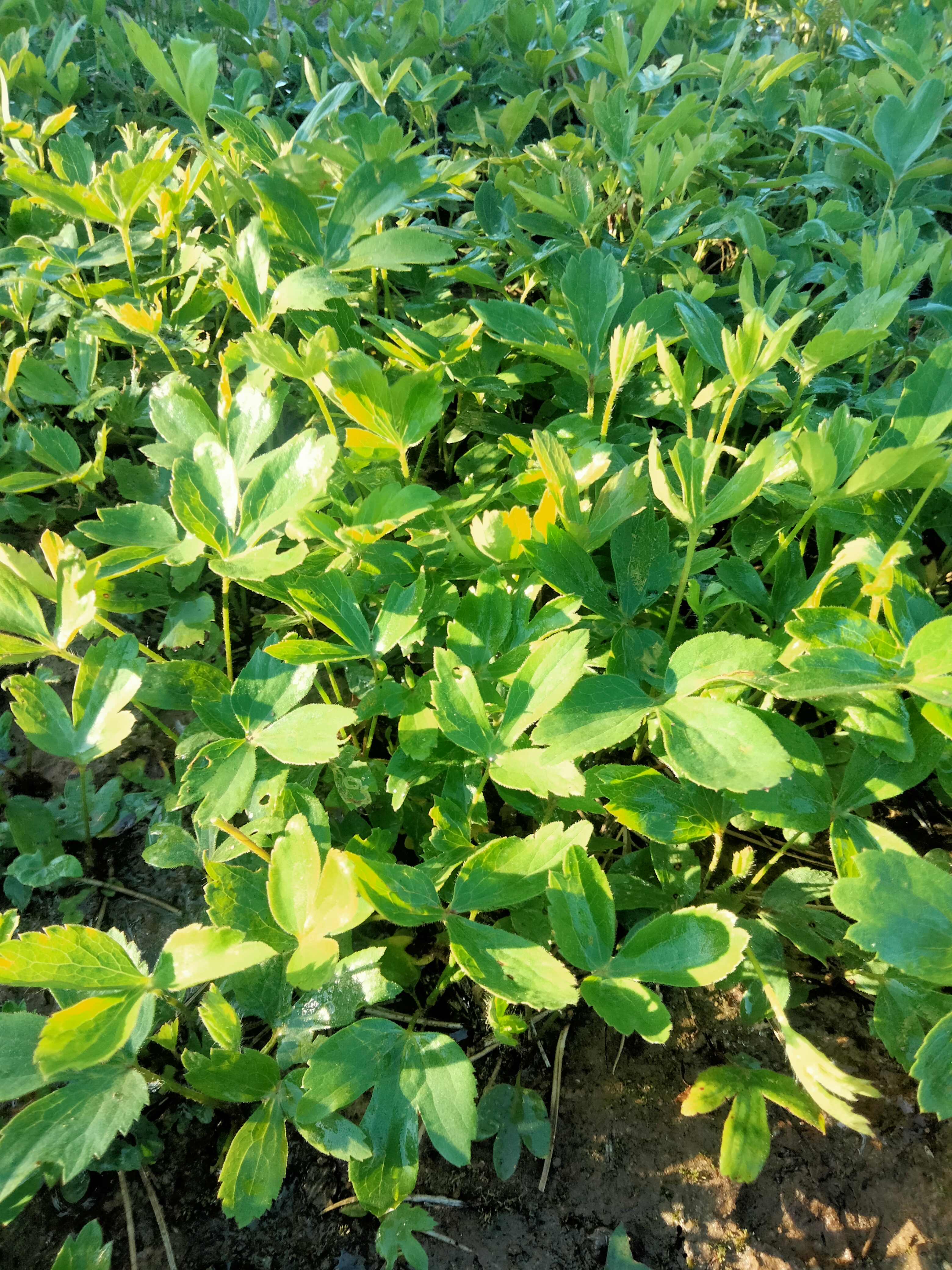 承德种植的大叶白头翁