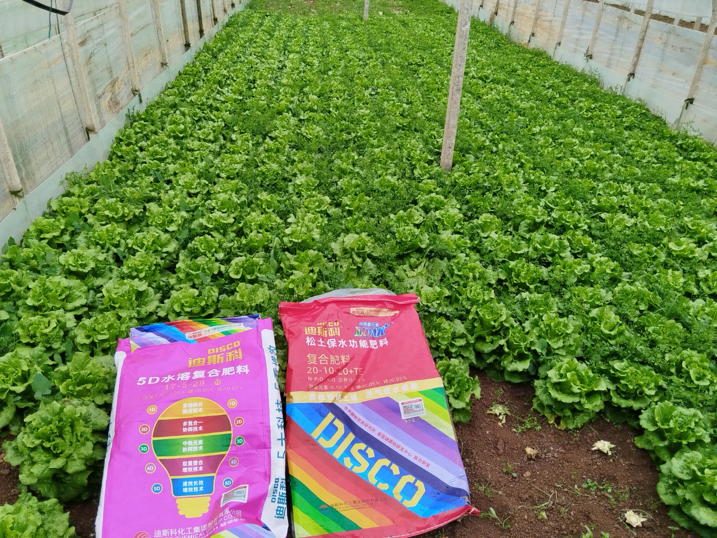 好肥迪斯科,品质更出色 用上好肥料,作物大不同