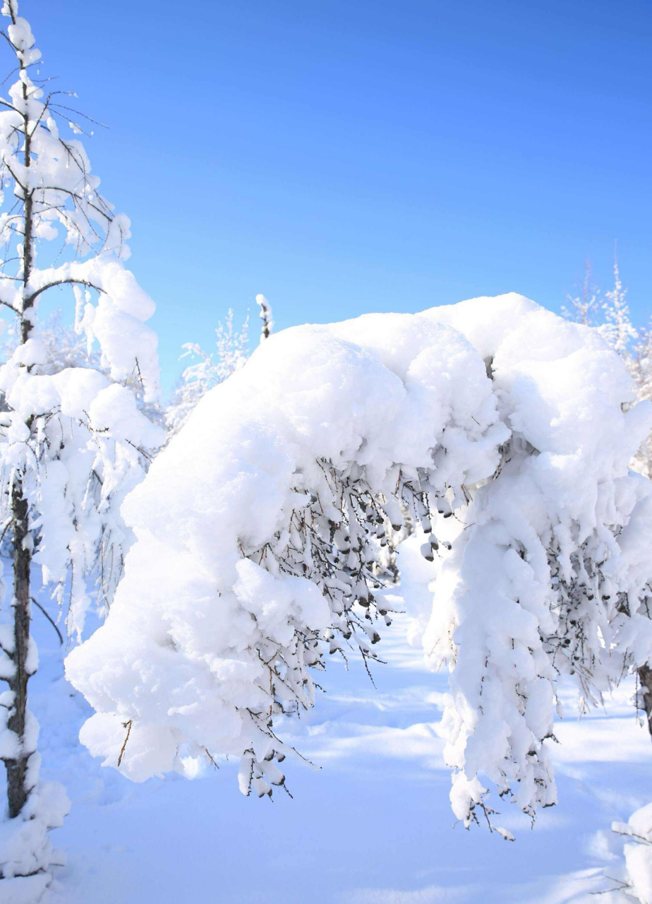 大雪纷飞图片真实艳阳图片