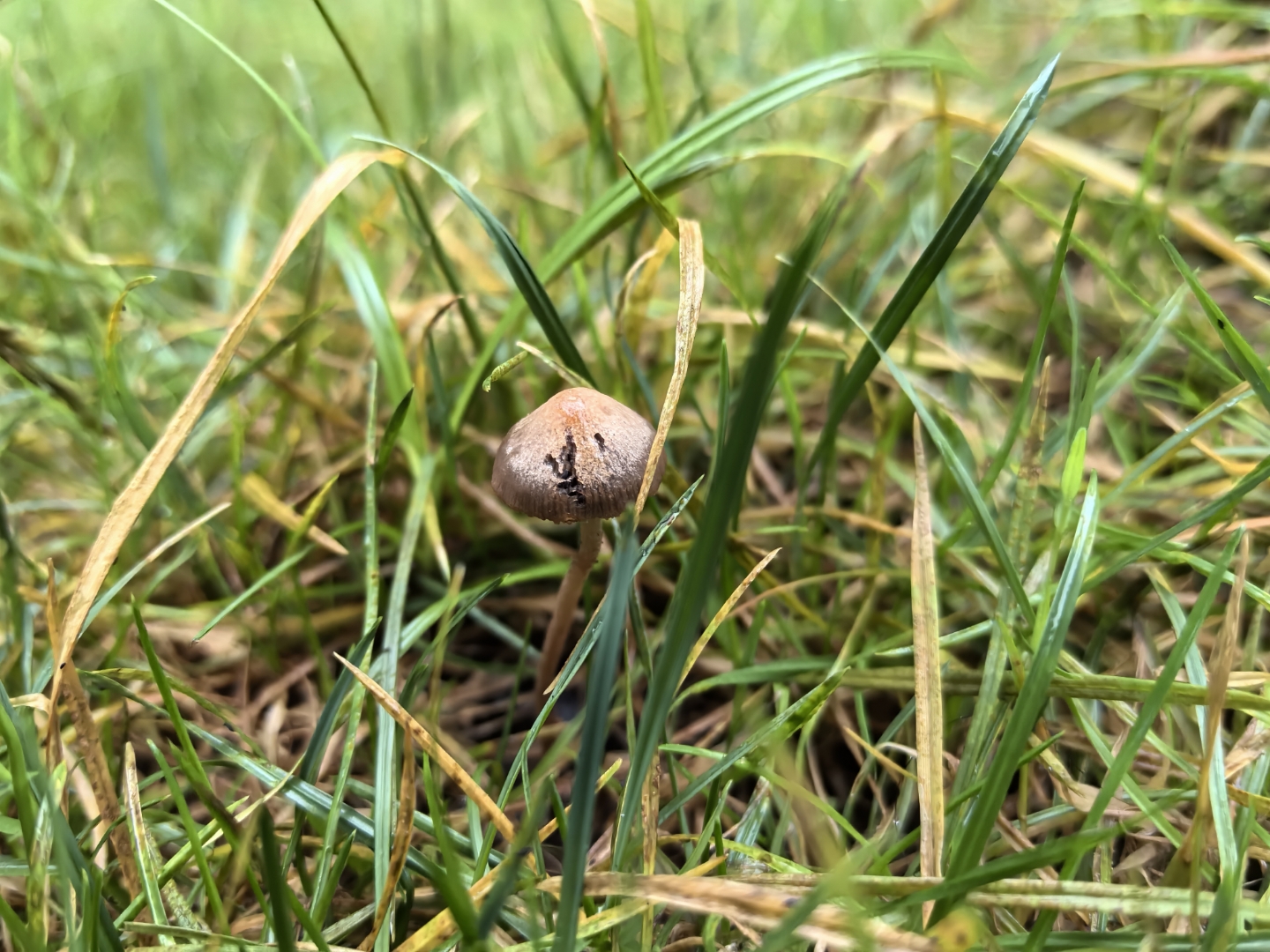 斑褶菇,毒. 雨后总有惊喜发现#生活