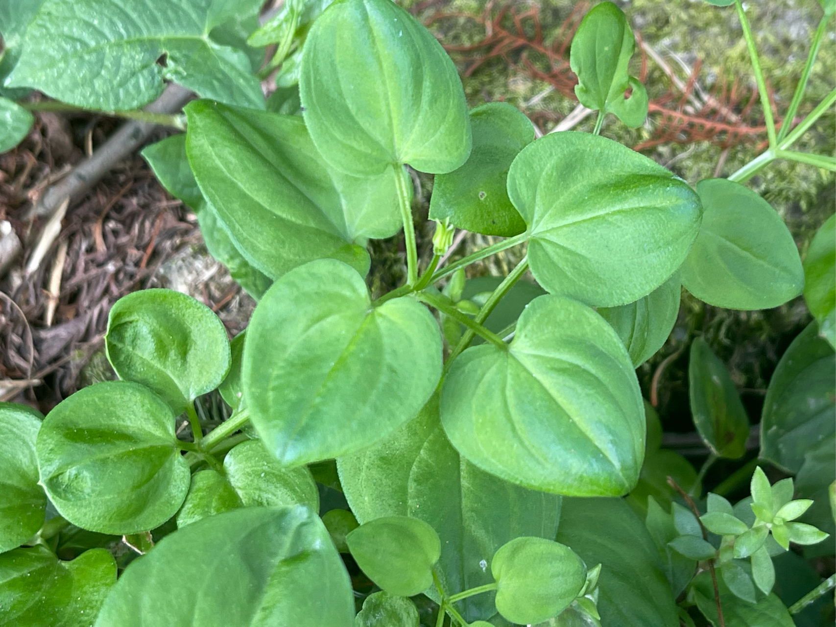 茜草图片大全植物图片图片