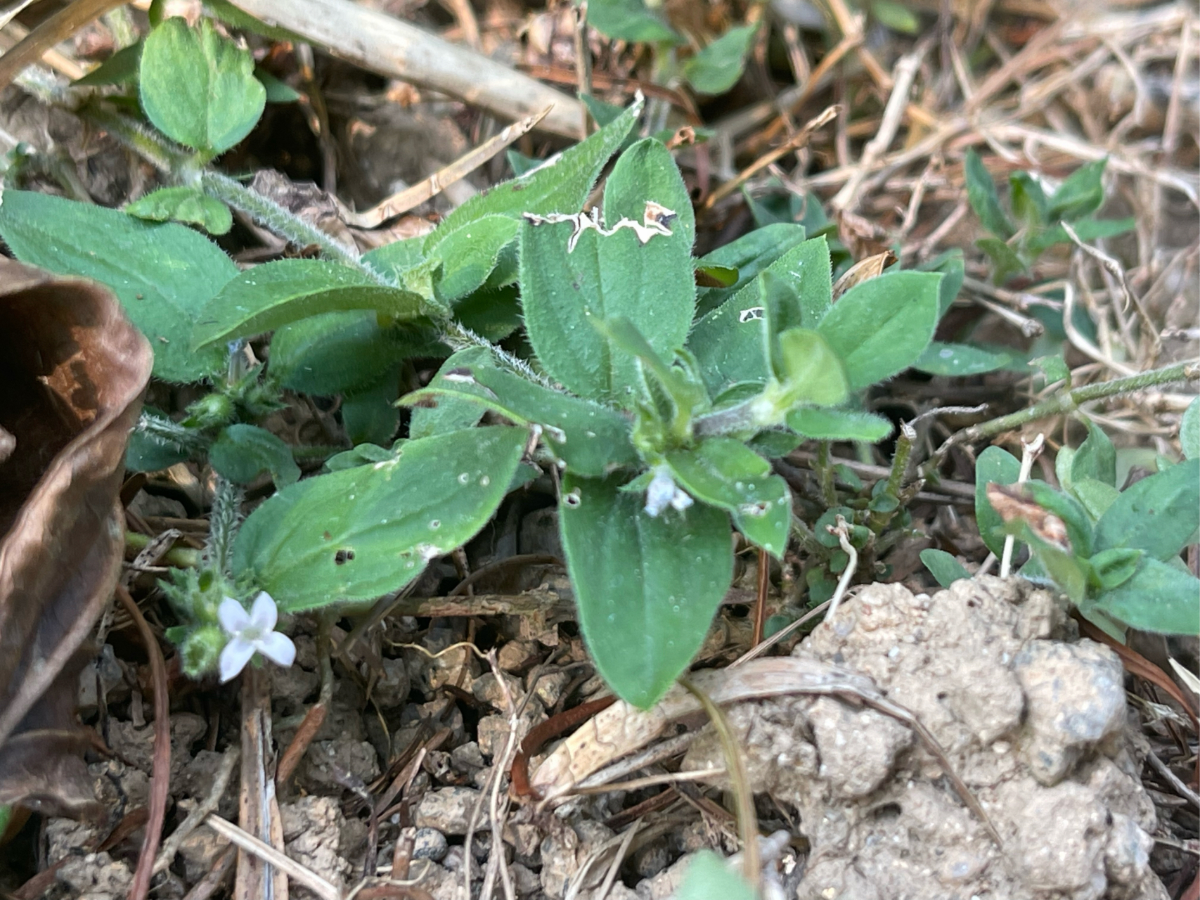 中草药91#生活# 金毛耳草(hedyotis chrysotricha (palib.) merr.