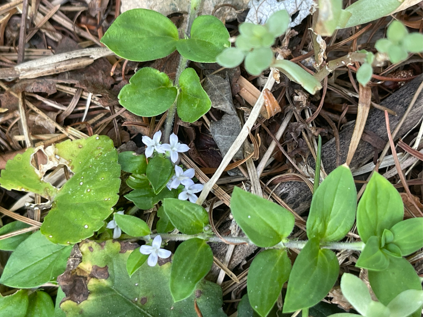 中草药91#生活# 金毛耳草(hedyotis chrysotricha (palib.) merr.