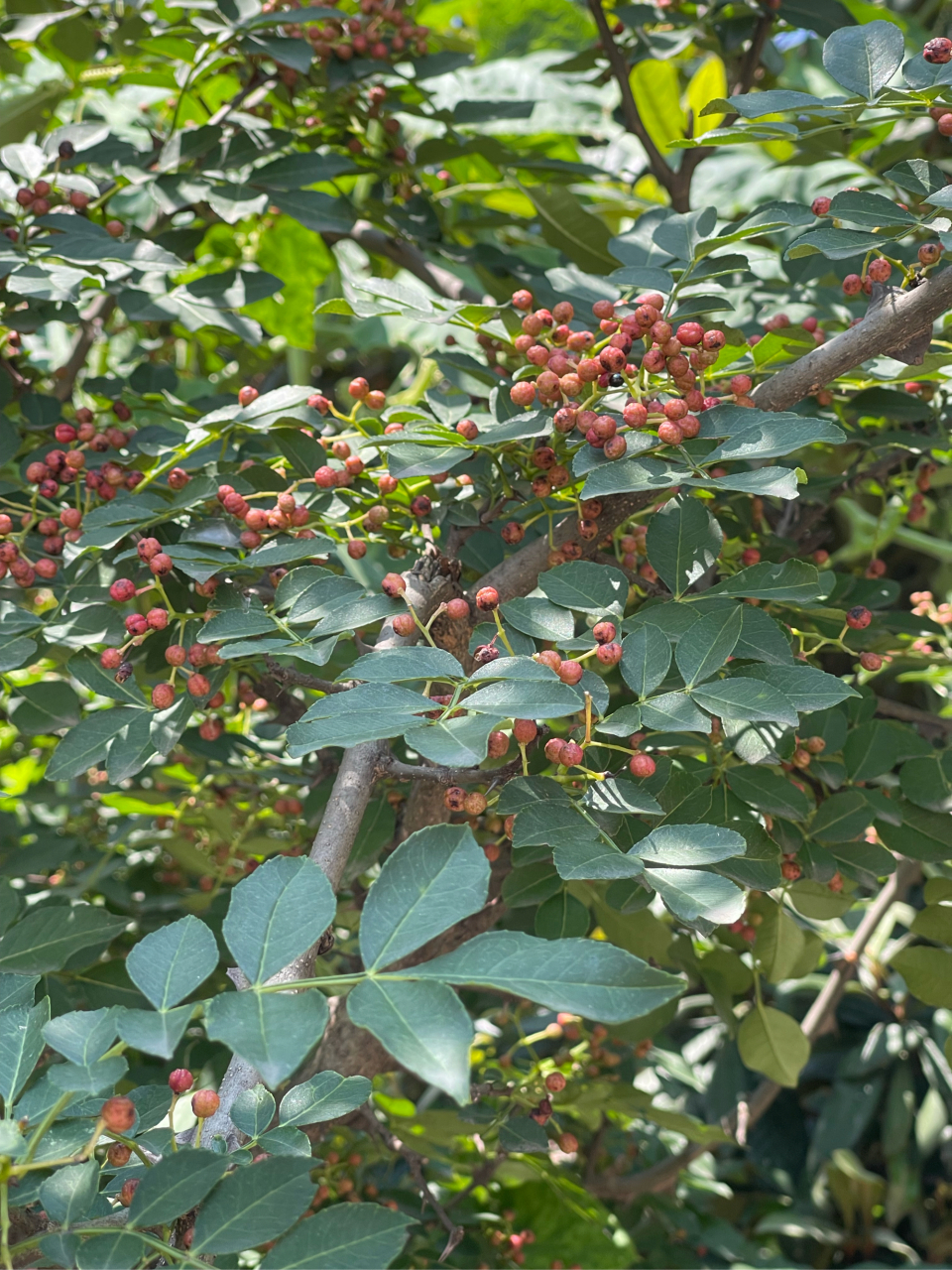 是芸香科,花椒属落叶小乔木多年生植物.