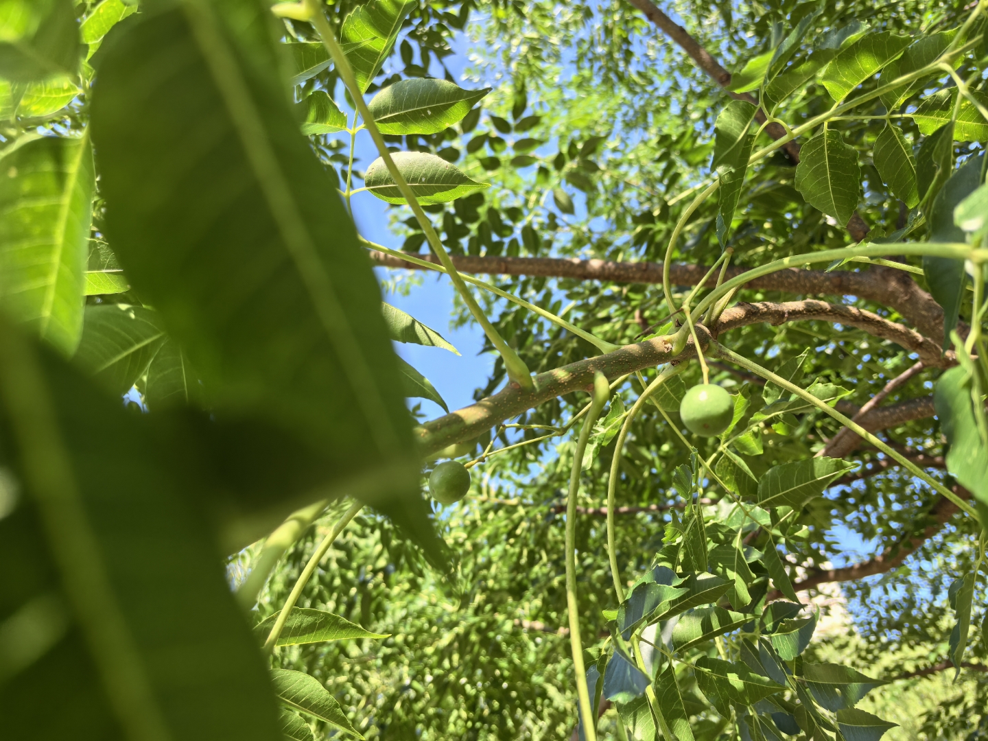 这可不是枣儿,这是楝树果实,我们叫楝枣儿.有毒,羊吃了会没命.#生活