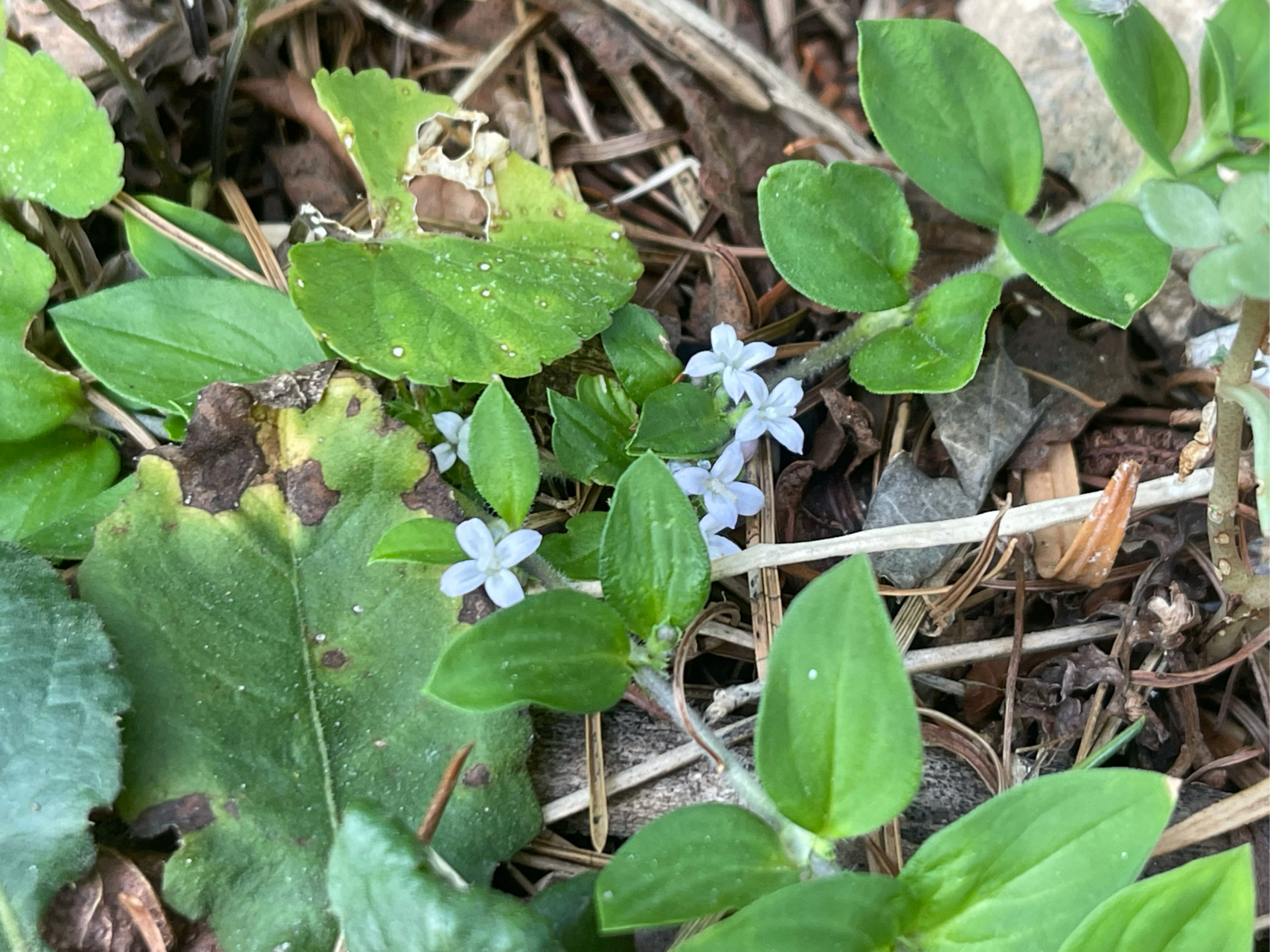 中草药91#生活# 金毛耳草(hedyotis chrysotricha (palib.) merr.