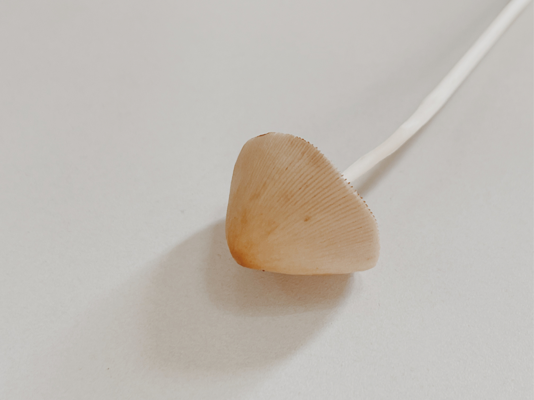 乳白锥盖伞 褐色菌褶 可爱的小白蘑菇#生活