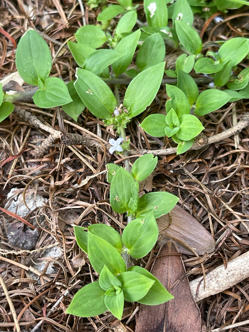 merr.)是茜草科耳草属植物.