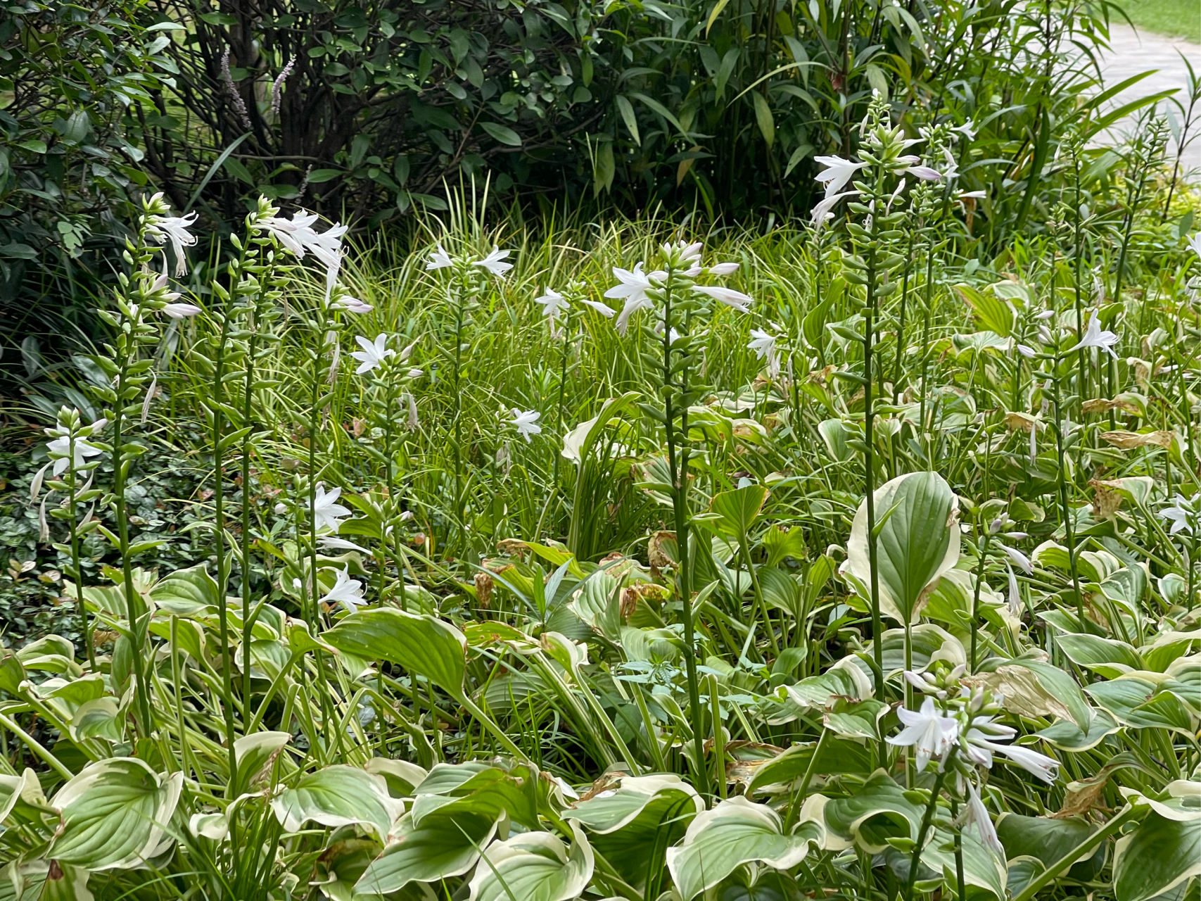 玉龙草花朵图片