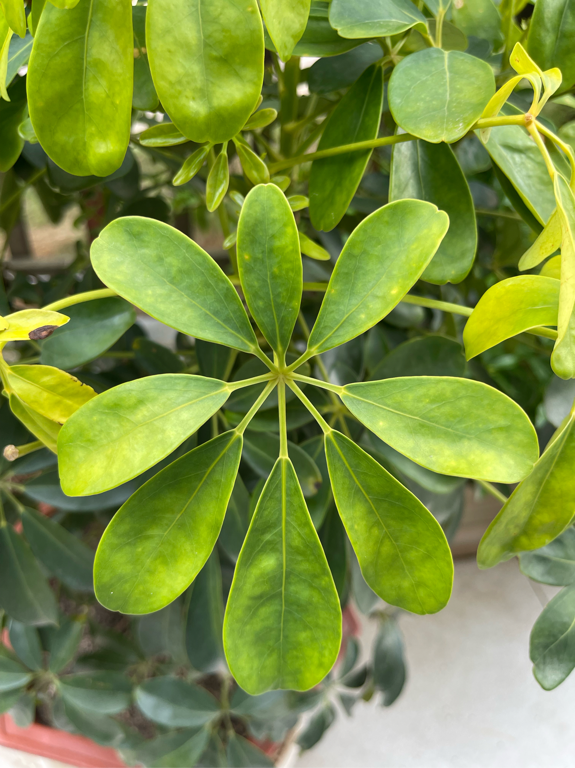 鹅掌花寓意图片