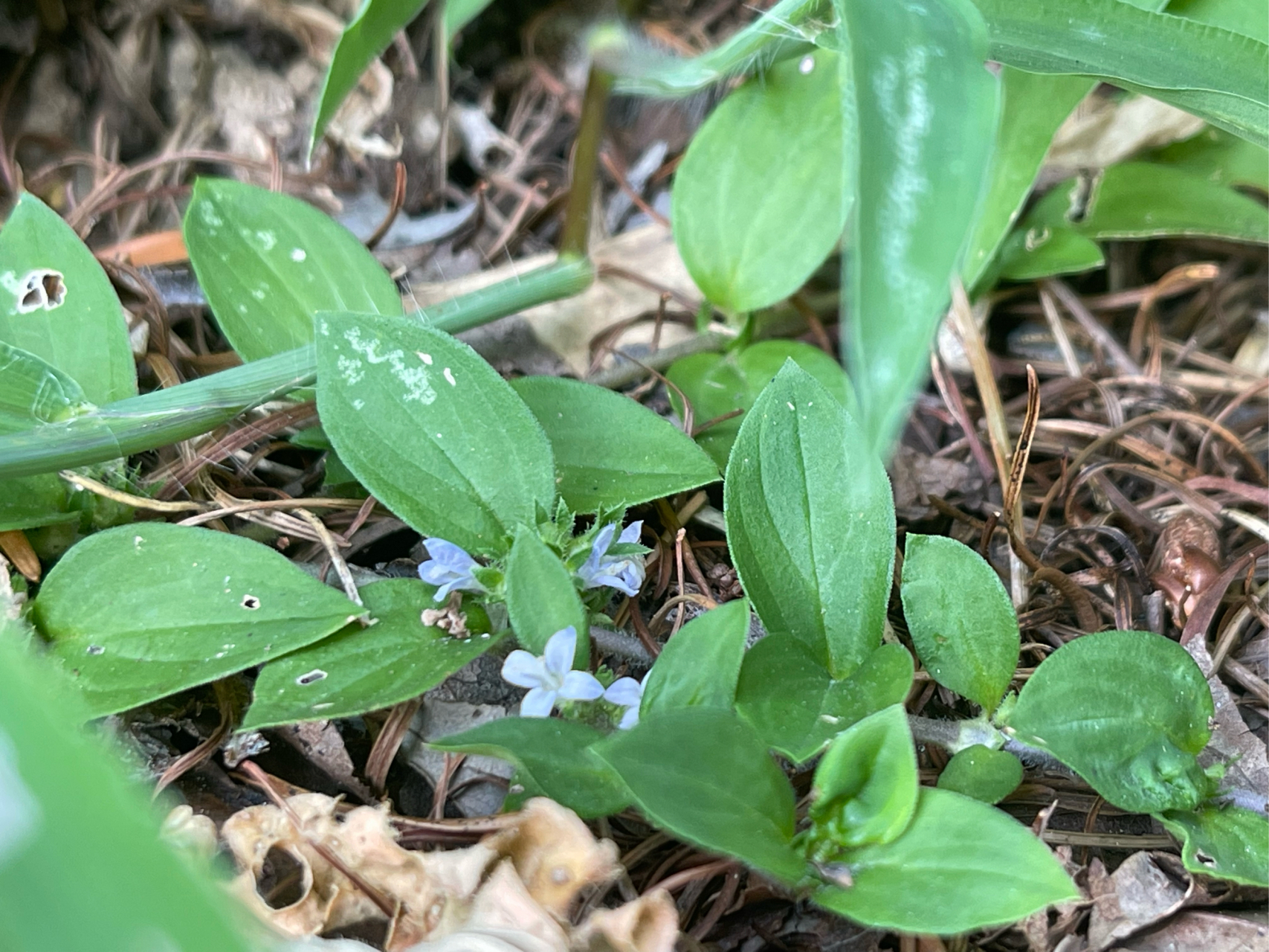 金耳环草药真实图片图片