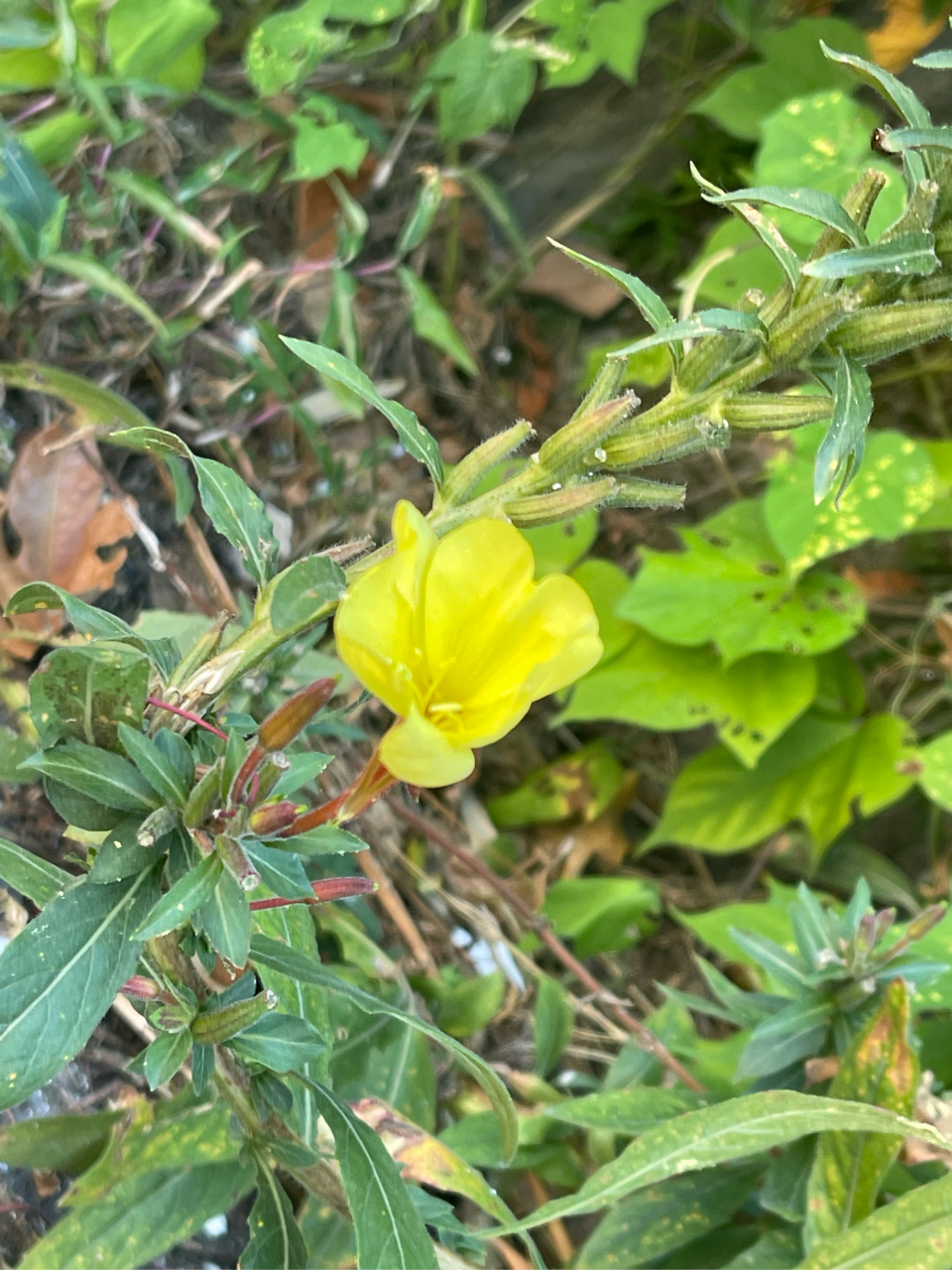 黄花猛草药图片的作用图片