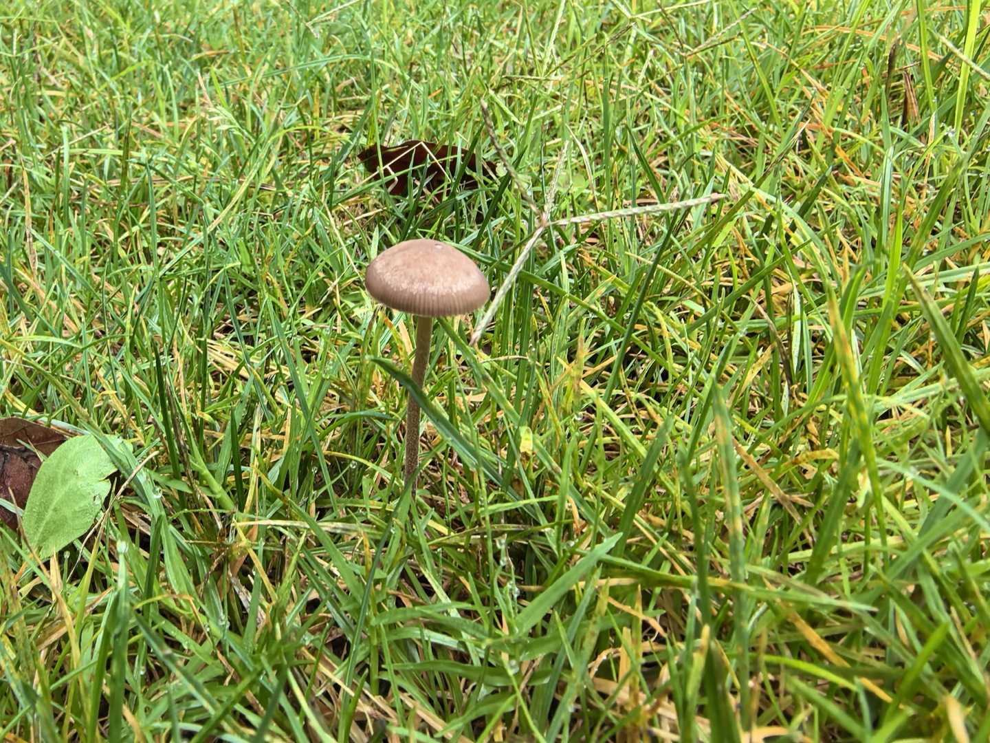 斑褶菇,毒. 雨后总有惊喜发现#生活