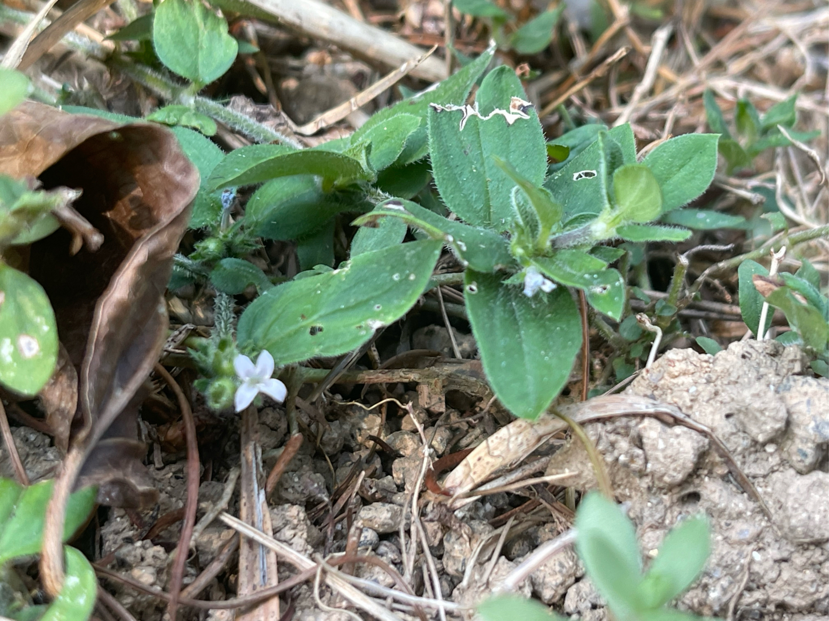 中草药91#生活# 金毛耳草(hedyotis chrysotricha (palib.) merr.